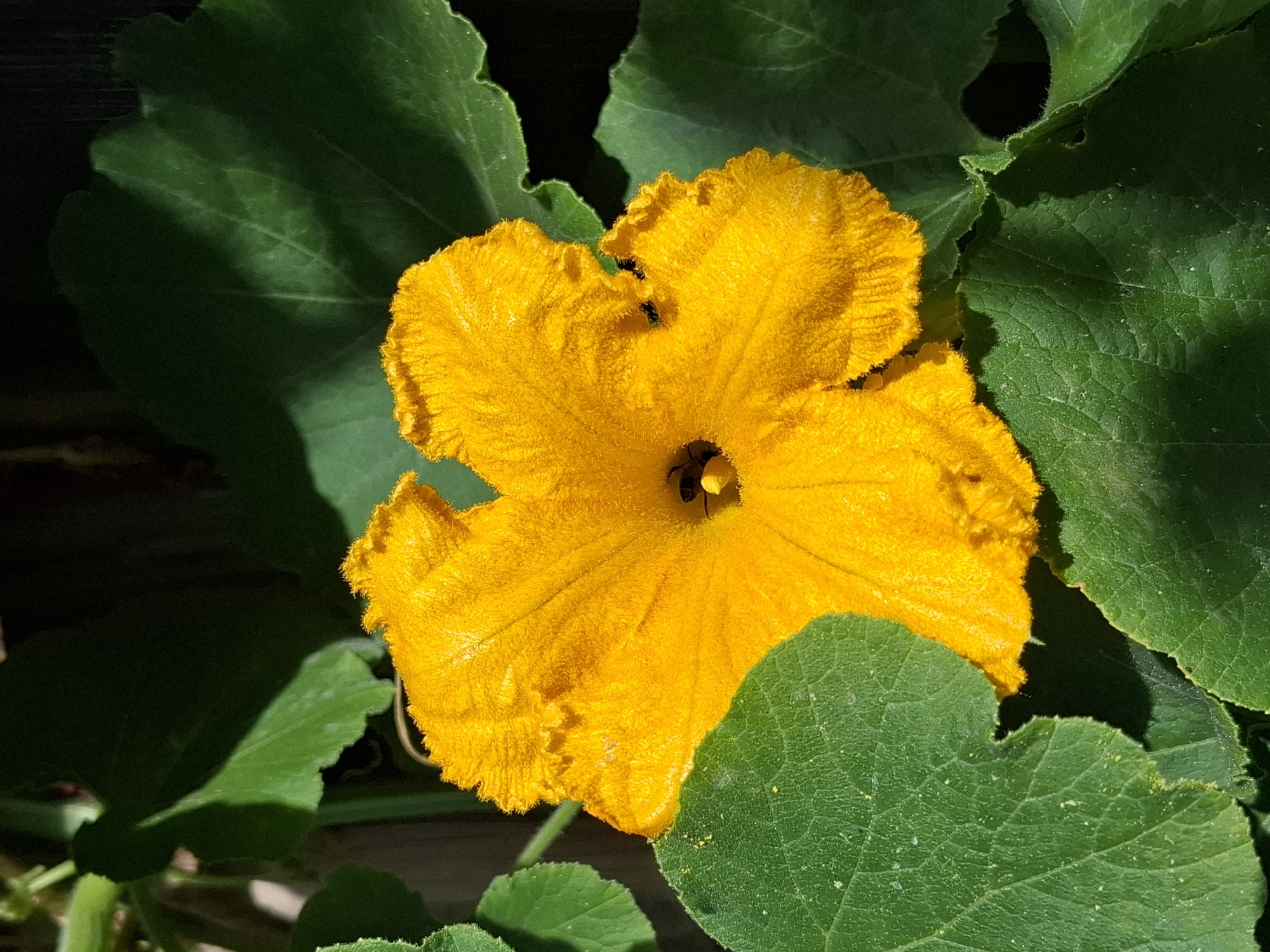 A close-up, high-angle shot captures a vibrant yellow squash blossom, its petals slightly ruffled, centered within lush, green leaves. Two small, dark insects, likely pollinators, are visible on the blossom. One is near the stamen in the center, and the other is on the edge of a petal. The background is a dark, out-of-focus area, possibly a fence or wall. The image is located in Tyumen, Russia.