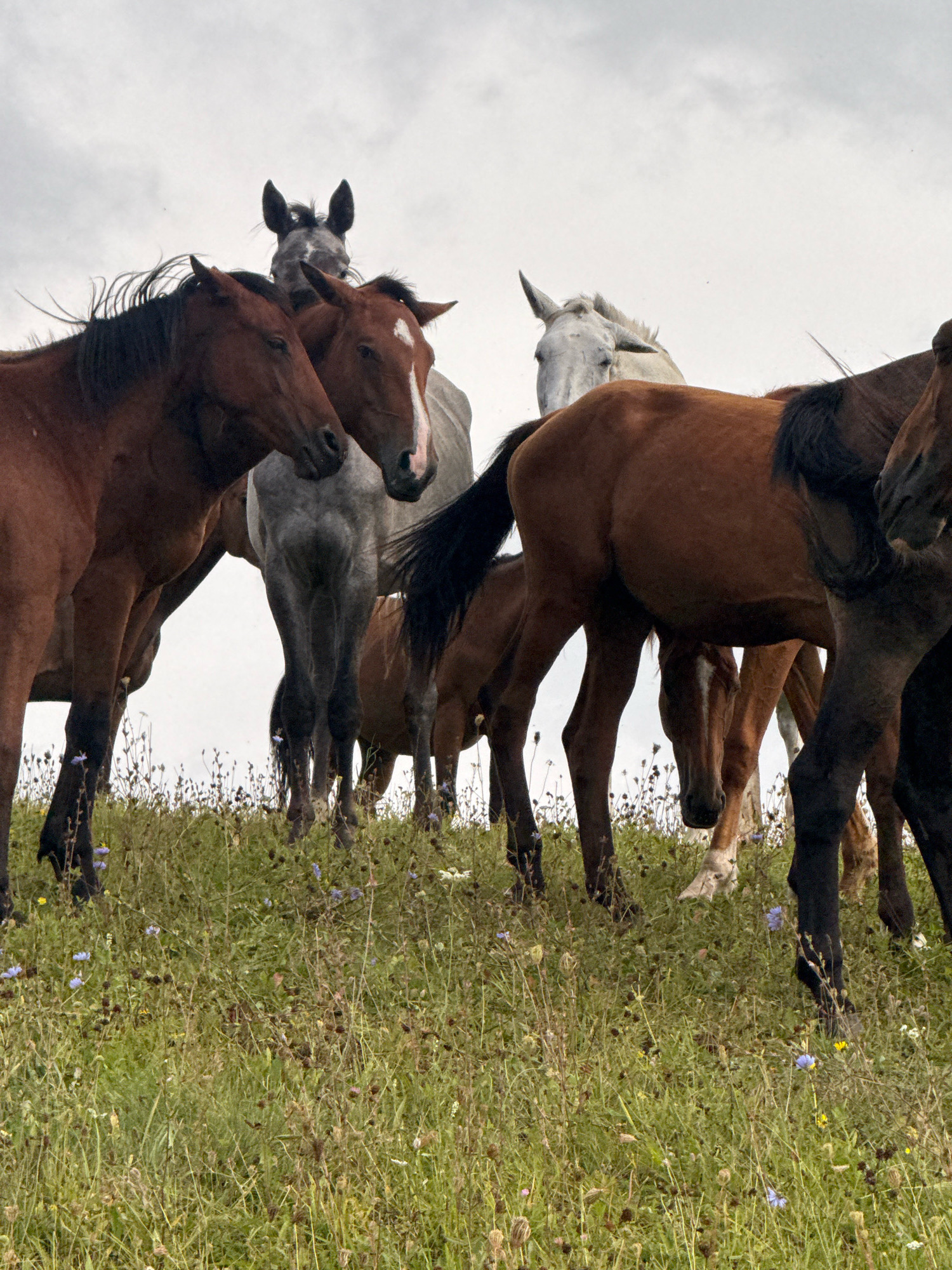 A low-angle, wide shot captures a herd of horses in a field of grass and wildflowers, set against a pale, overcast sky. Several horses are visible, their bodies close together. In the foreground, the heads and necks of two brown horses are prominent, their manes blowing in the wind. Behind them, a grey horse stands with its head turned. Further back, a white horse peeks out from behind other horses, its face partially obscured. Another brown horse is positioned in the right foreground, its dark mane prominent. The horses are gathered on a grassy hill dotted with small blue and yellow wildflowers, with dried seed heads of other plants also present. The overall impression is of a wild or semi-wild herd in a natural, rural setting. The location is identified as Galinė, Lithuania.