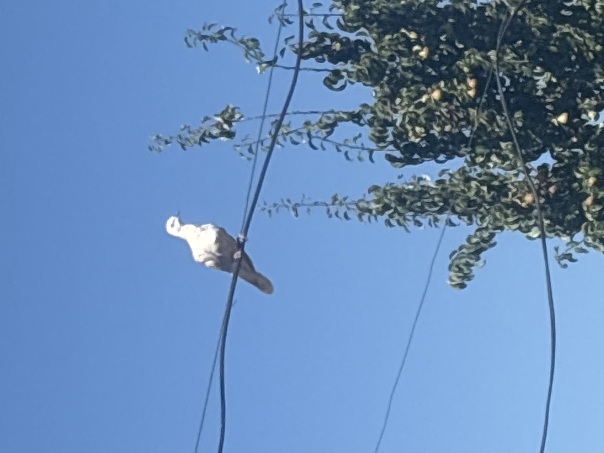 A light-colored bird is perched on a power line against a clear blue sky. To the right of the bird and slightly lower, a tree with dense green foliage and several small, light-colored fruits, possibly pears, is visible. The power line extends horizontally across the frame, with other wires also present. The image appears to be taken outdoors during the daytime, with the sun illuminating the scene. The bird is facing left, with its head slightly turned. The overall setting suggests an urban or semi-urban environment in Trudovets, Bulgaria.