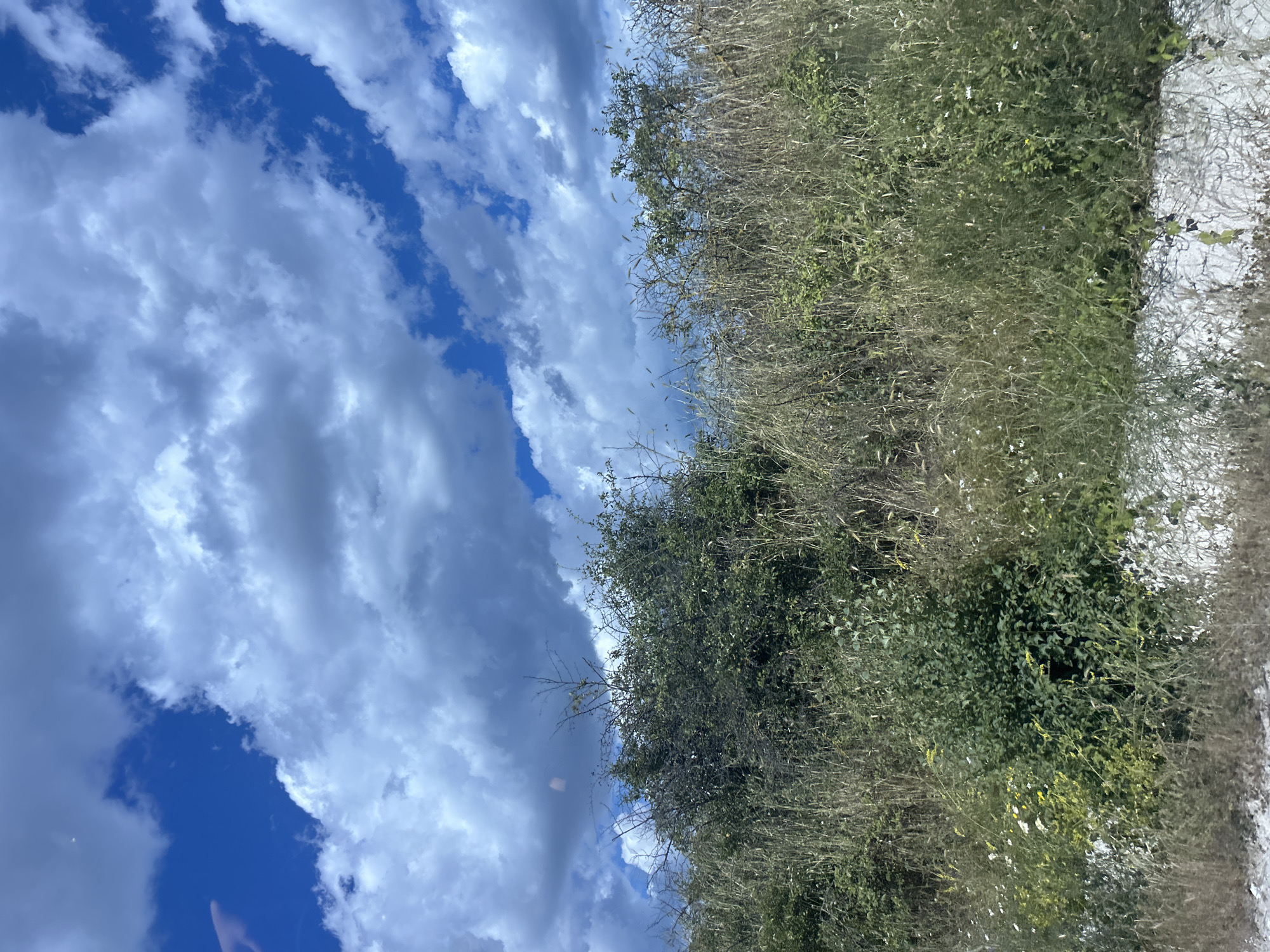 The image depicts an outdoor scene with a focus on vegetation and the sky. The foreground is dominated by tall, dry grasses and various green bushes, some with small white and yellow flowers. In the middle ground, there are dense, thorny bushes and trees. The background is a bright blue sky filled with large, fluffy white clouds. The scene appears to be a natural or semi-natural area, possibly a field or undeveloped land. The location is identified as Konstantinovo, Bulgaria. There are no people or specific structures visible in the image. The lighting suggests it is daytime, with sunlight illuminating the scene.