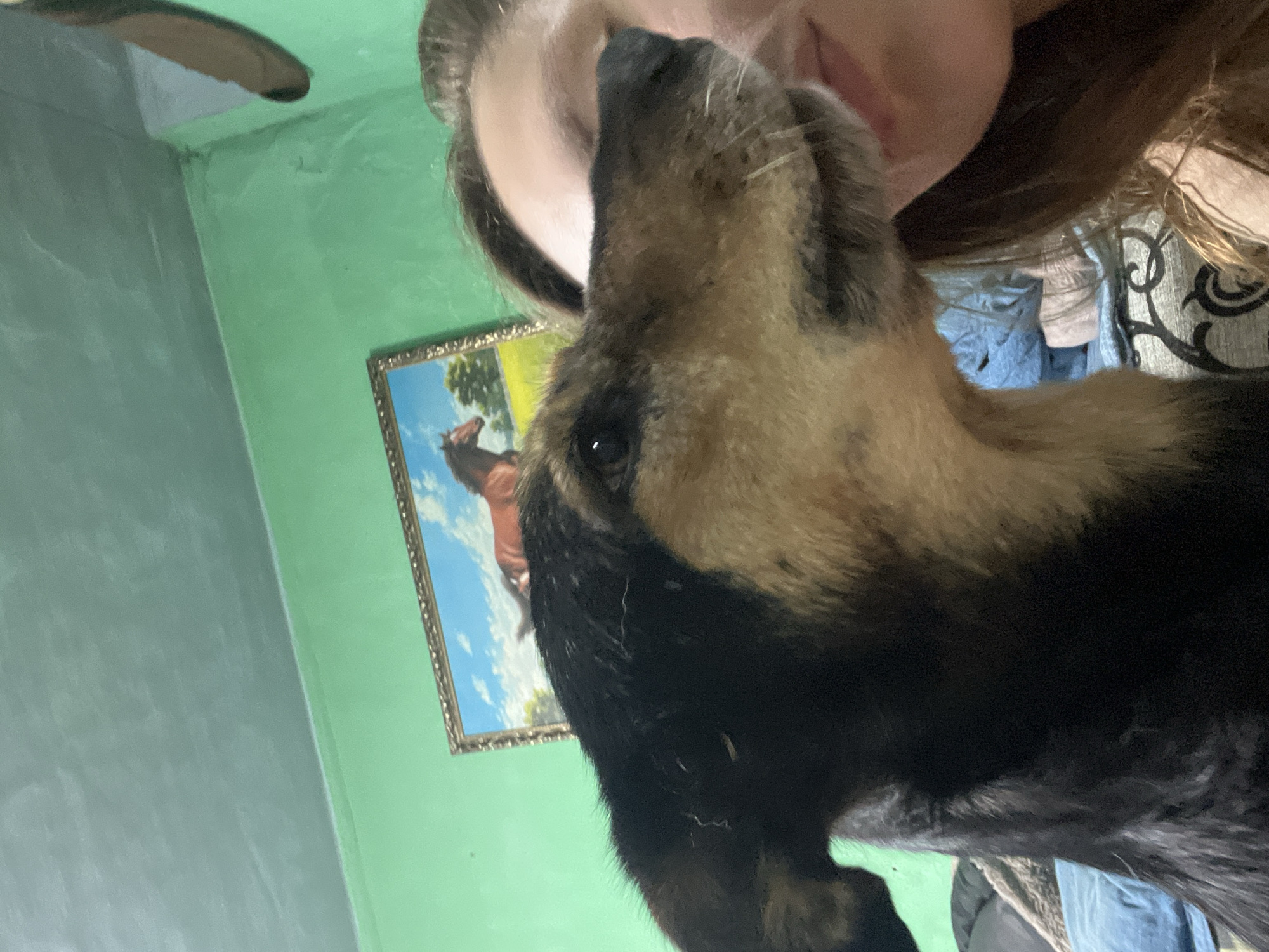 This is a close-up, medium-angle, eye-level, indoor selfie of a person and a dog. The dog, a medium-sized breed with black and tan fur, is in the foreground, its head angled towards the viewer. The dog's nose is very close to the camera, with its eye visible on the left side of the frame. The person's face is partially visible on the right side, with their lips and hair showing. The background consists of a green wall with a framed painting of a horse in a field. The ceiling above is a muted green color. The scene appears to be a domestic setting. The location in Nizhny Tagil, Russia, is not discernible from the image.