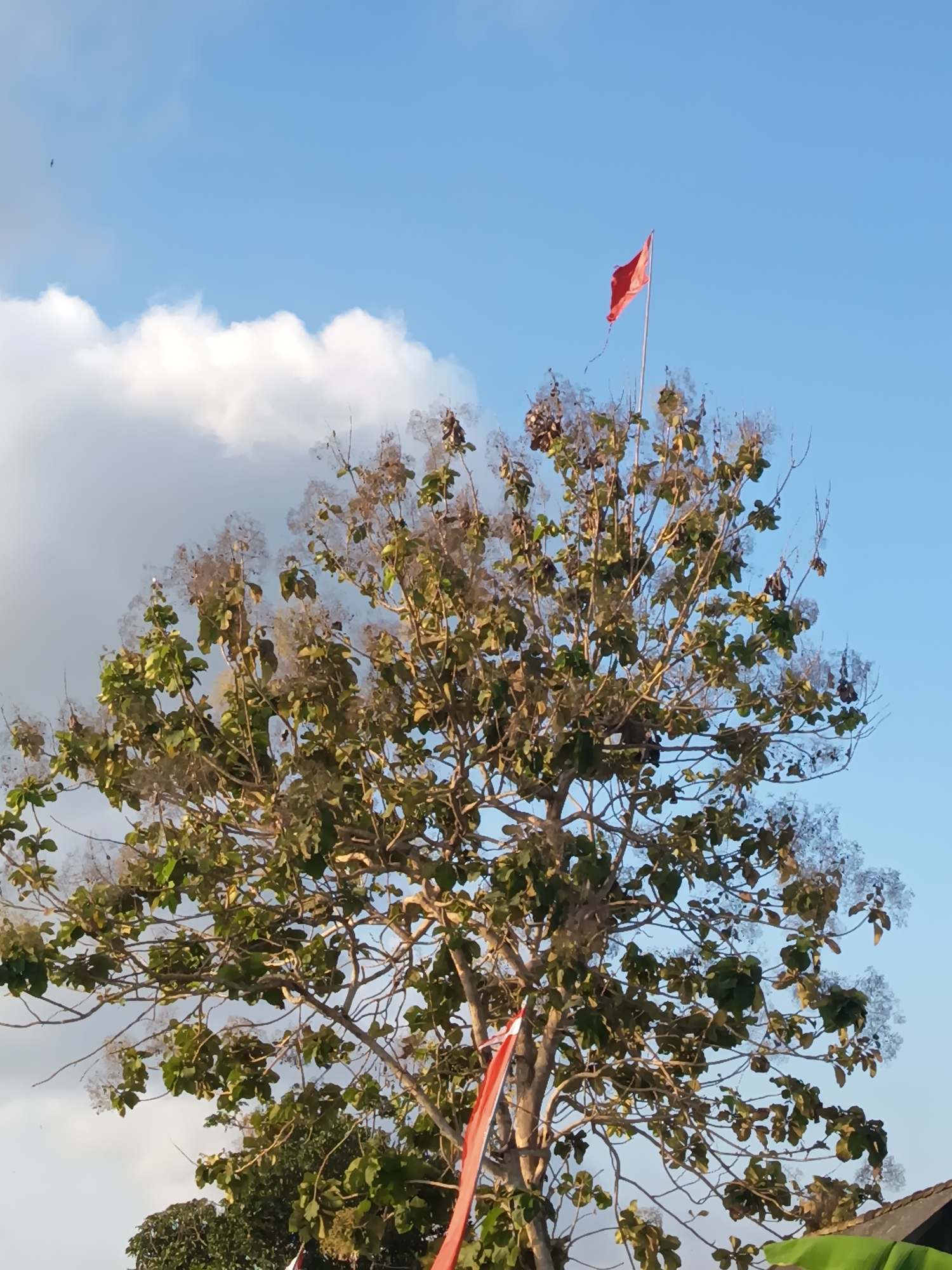 A red flag flies atop a tall tree with sparse leaves against a bright blue sky. The tree has numerous thin branches and some clusters of light-colored flowers or seed pods. In the distance, there are white clouds. A small, dark bird is visible in the upper left quadrant of the image. Partially visible in the lower right are parts of a dark roof and some green foliage. A sliver of a red and white banner is also visible towards the bottom of the tree. The image appears to be taken outdoors in Sidokarto, Indonesia.