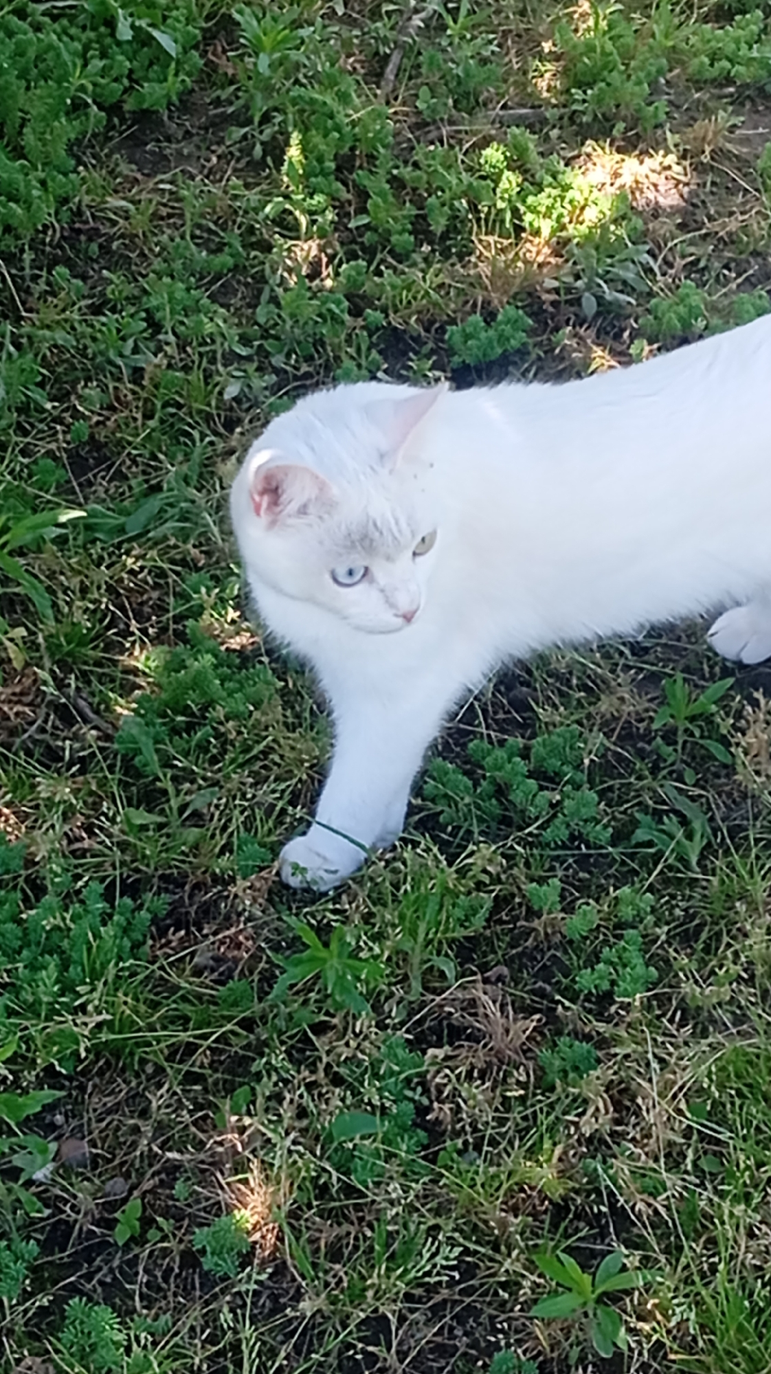 A white cat with heterochromia, one blue eye and one green eye, lies on a patch of green grass and low-lying plants. The cat is facing to the left of the frame, with its body extending towards the right. Its front left paw is extended and bent at the wrist, with a thin green elastic band around its paw. The background consists of more grass and plants, with dappled sunlight creating bright spots and shadows. The image appears to have been taken outdoors on a sunny day, likely in a yard or park. No specific location within the city of Baksan, Russia, can be identified from the visual information provided.