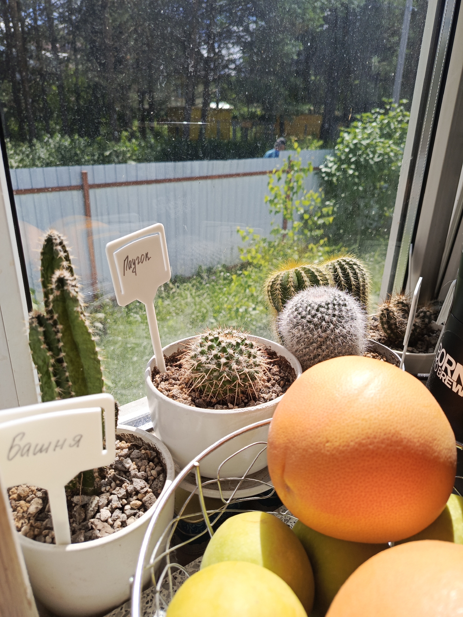 A close-up shot captures several potted cacti arranged on a windowsill, bathed in bright sunlight. The window looks out onto a green, grassy area with trees and a white fence in the background. A metal basket filled with fruits, including a grapefruit and some green apples, is placed in front of the cacti.
Two white plant markers are visible. One, to the left, is in a pot with a tall, green cactus, and has the handwritten Russian word "Башня" (Tower) on it. Another marker, to the right, stands in a pot with a round, spiky cactus, and displays the Russian word "Паучок" (Little Spider).
In the background, through the window, trees and foliage are abundant. A yellow building and parts of a white fence are also discernible. The sunlight suggests it is daytime, likely a clear and warm day. The overall scene evokes a peaceful, domestic setting with a touch of nature. The text visible on the plant markers indicates a possible botanical or gardening context.