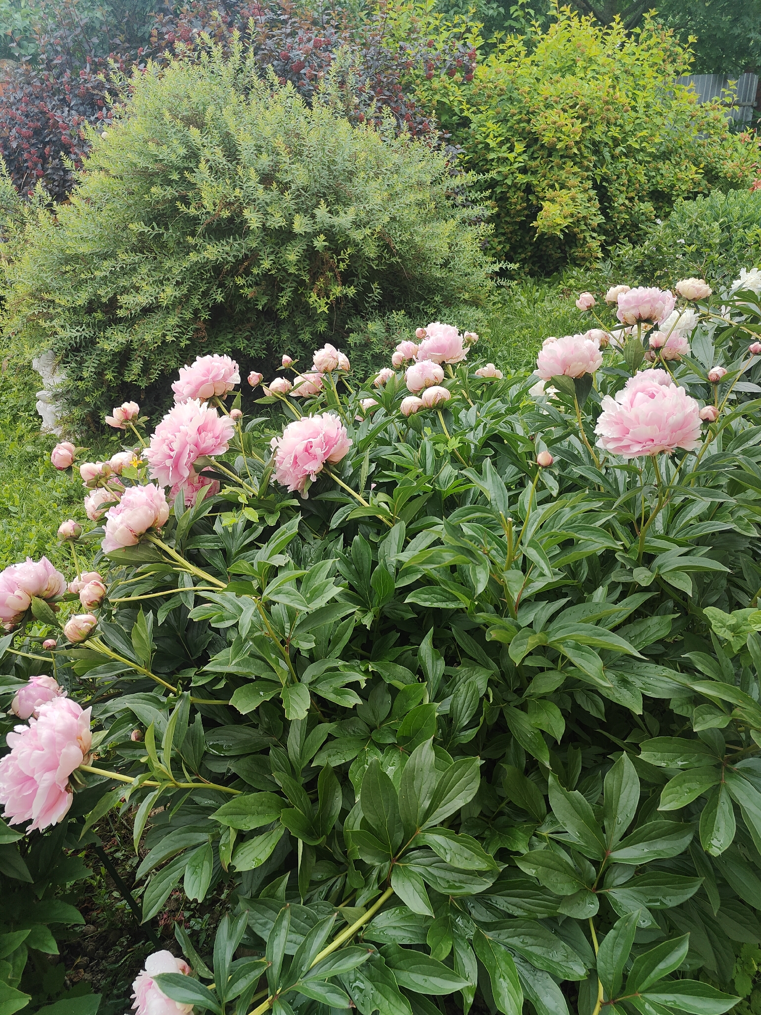 A close-up, eye-level, outdoor shot captures a cluster of lush, green peony plants with numerous large, delicate, pale pink blooms. The flowers are in various stages of opening, with some fully bloomed and others still in bud. The petals are soft and layered, some showing dew drops from recent rain. The background is filled with more dense foliage and bushes, some with reddish-purple leaves and others a lighter green, creating a layered effect of natural greenery. The scene suggests a garden environment in a city.