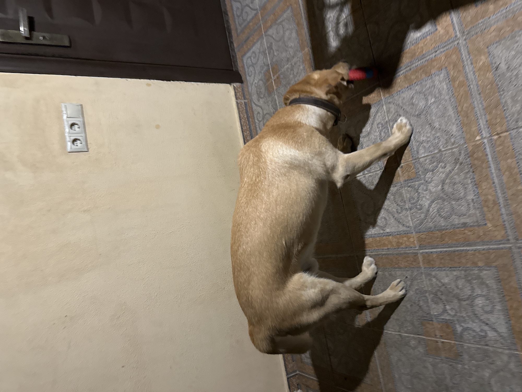 The image shows a medium-sized, light brown dog with a black collar on a tiled floor. The dog is facing right and appears to be interacting with a red and blue ball. The background consists of a light-colored wall with an electrical outlet, and a dark-colored door. The lighting suggests an indoor environment, possibly a hallway or entryway. There is no visible indication of the dog being in Sochi, Russia.