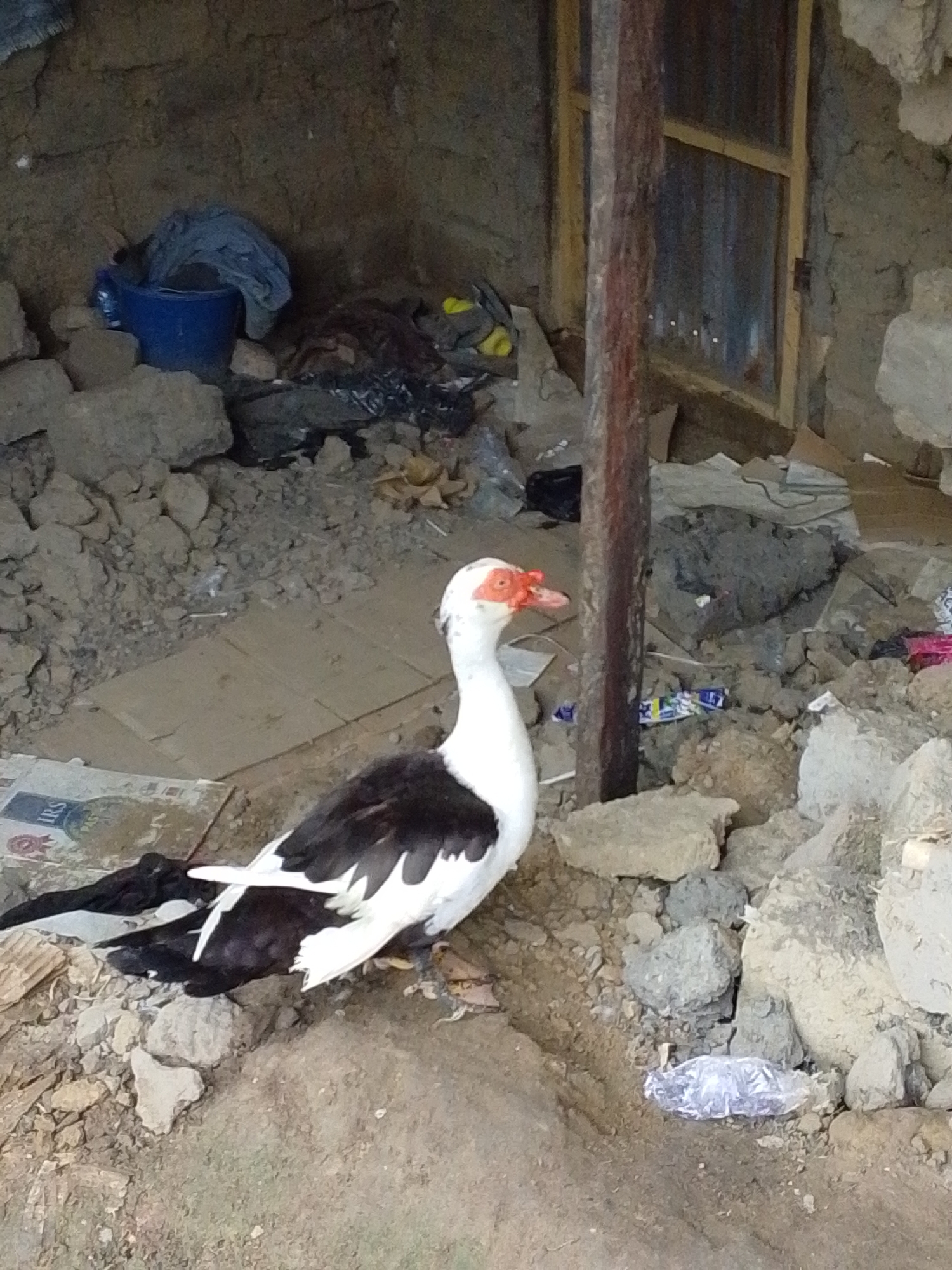 In Serti, Nigeria, a Muscovy duck with white and black plumage stands on the rough ground. The duck has red facial caruncles around its eyes and beak. The environment is unkempt, with scattered debris including rocks, dirt, discarded plastic bags, and what appears to be fabric or clothing. In the background, a crude shelter is visible, constructed from mud, stones, and corrugated metal, with a wooden frame supporting a window or opening. A blue bucket is also present in the background. The scene suggests an outdoor, possibly rural or impoverished, setting within Serti.