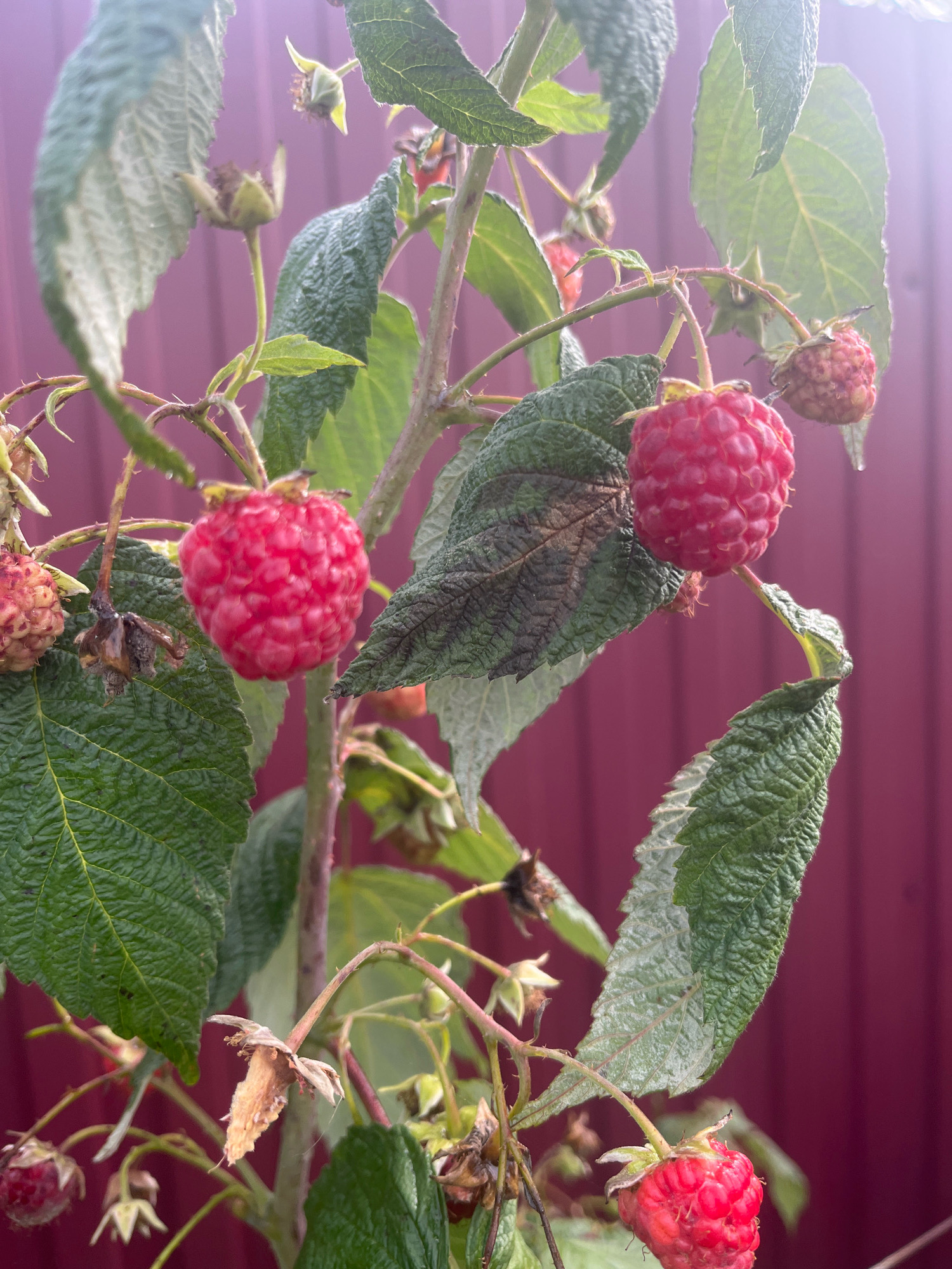 A close-up, vertical shot shows a raspberry bush with ripe red berries and green leaves against a blurred background of a dark pink fence. The berries are clustered on thorny branches, some fully ripened and others still developing. The leaves are textured and varied in color, with some showing signs of wilting or damage. The light source appears to be from the top right, casting a soft glow and creating a slight lens flare. The scene is set outdoors, likely in a garden or backyard, in the village of Vladimirovka, Russia. There are no people or animals present.