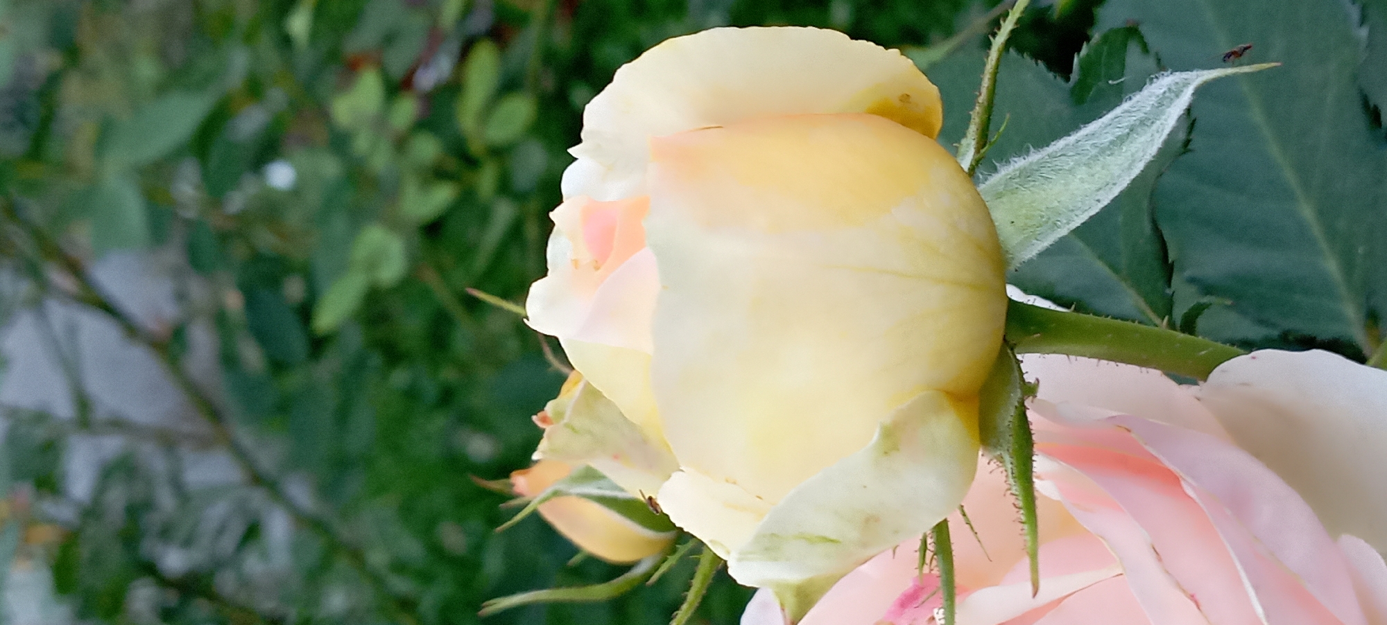 A close-up, vertical, outdoor shot focuses on a light yellow rose bud with hints of pink on its petals, set against a blurred background of green foliage. The rose bud is partially unfurled, revealing layered petals. The stem of the rose is visible, covered in fine hairs, and is surrounded by sepals. A small, dark insect is perched on one of the sepals. In the foreground, to the left, a portion of a light pink rose is visible, also out of focus. The image captures the delicate details of the rose bud and its natural environment.