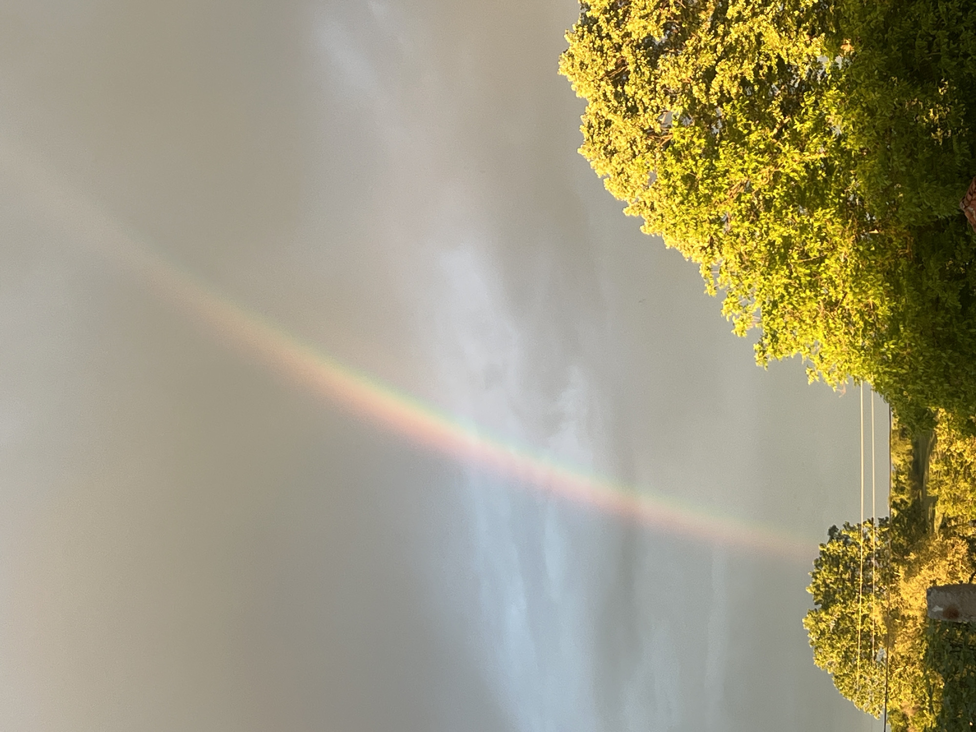 The image depicts a rainbow in the sky with a large tree on the right side. The location may be in or near the city of Zelenikovo, Bulgaria. The sky is overcast. The rainbow is visible stretching across the sky. The tree is in full leaf and is brightly lit. Power lines can be seen to the right of the tree.