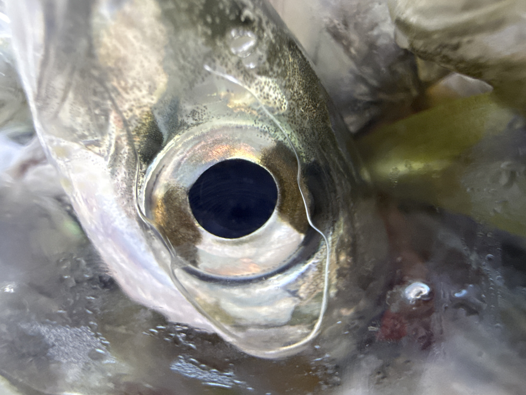 The image shows an extreme close-up of a fish's head, with a focus on its eye. The fish appears to be fresh, with scales visible and a slight sheen on its skin, suggesting it is either alive or recently deceased. The eye is dark and reflective, with subtle metallic tones around the iris. The fish is partially submerged in what appears to be water or ice, as evidenced by condensation and a slightly blurred background. The lighting creates highlights and shadows that accentuate the textures of the fish's skin and the surrounding liquid. No specific location in Sozopol, Bulgaria, can be identified from this image.