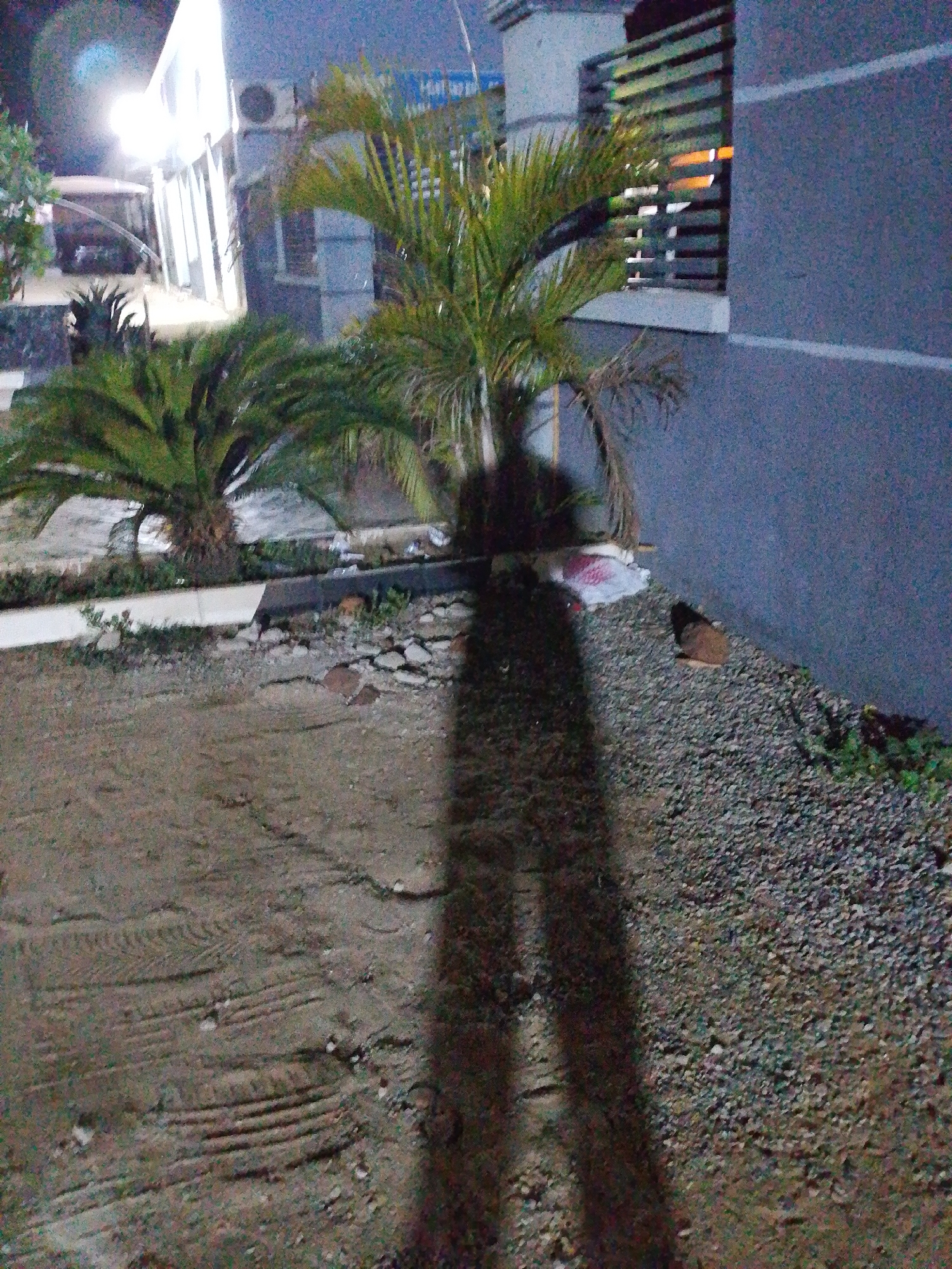 The scene depicts an outdoor environment in Adankolo, Nigeria, at night. A pair of small palm-like trees are planted near a building with a grey exterior wall and horizontal louvers. The ground is divided into two sections: one with packed dirt and visible tire tracks, and the other covered in small gravel. A long, dark shadow stretches across the foreground, cast by an unseen object or person. A white object, possibly a bag, lies near the base of the trees. Other plants and debris are scattered around the base of the trees and along the edge of the gravel. A bright light source illuminates the scene from the left.