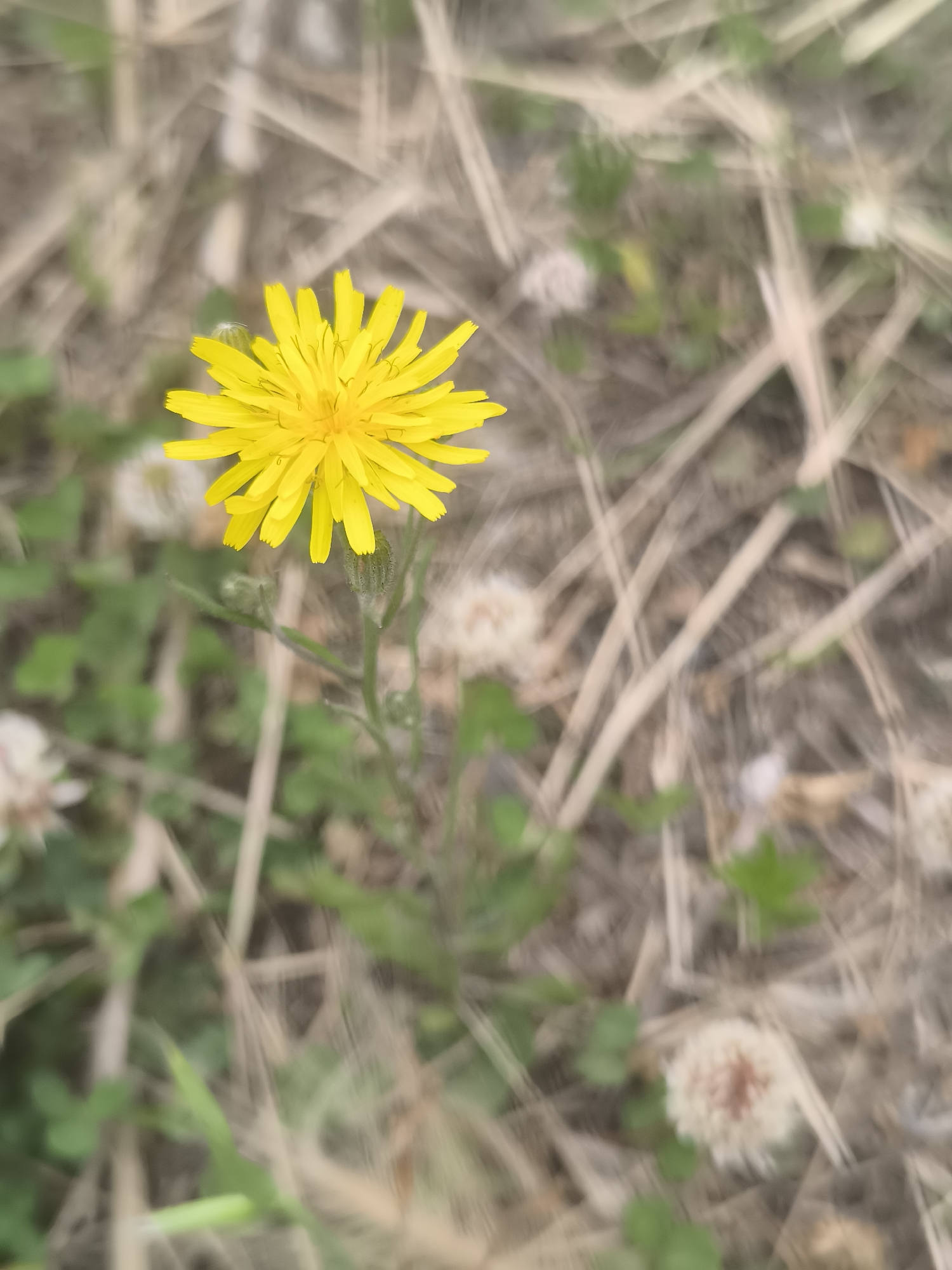 A single, bright yellow wildflower with multiple thin petals is in focus in the foreground, its stem partially visible with developing buds. The flower is positioned slightly to the left of the frame. The background is a blurred mixture of dry, beige grass or straw, interspersed with patches of green vegetation and some out-of-focus white clover-like flowers. The overall impression is of a natural, uncultivated outdoor setting, possibly a field or roadside verge. No people or specific landmarks are visible. The image is taken from a slightly elevated perspective, looking down at the flower. The lighting appears to be natural daylight, casting soft shadows.