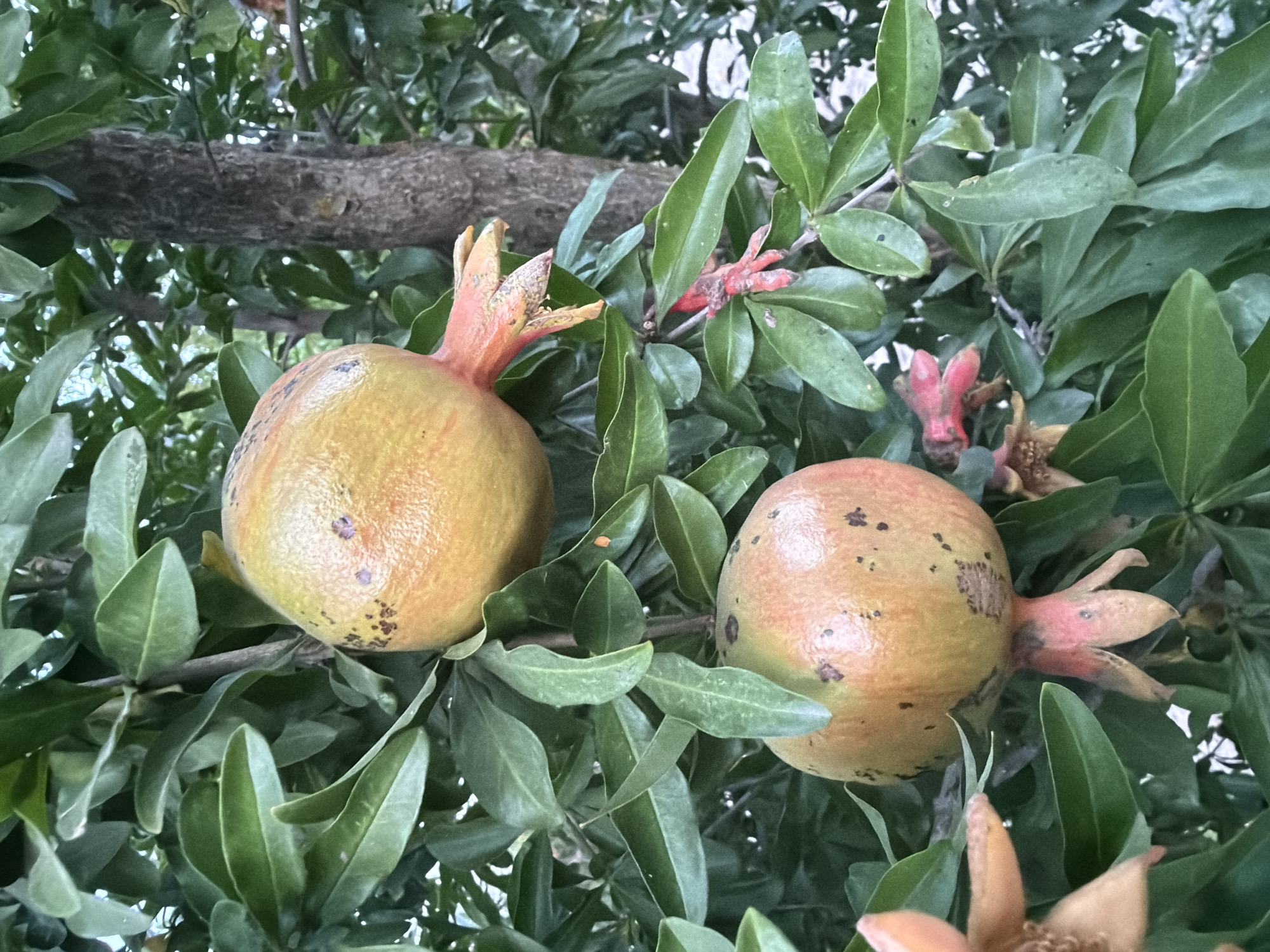 Two pomegranates are growing on a tree surrounded by green leaves. The pomegranates are round and have a yellowish-orange hue with some reddish blush. Both have a distinct crown of reddish-pink sepals at their base. The tree trunk, which is rough and brown, is visible in the background. Some red flower remnants are also present on the branches. The scene appears to be an outdoor environment.