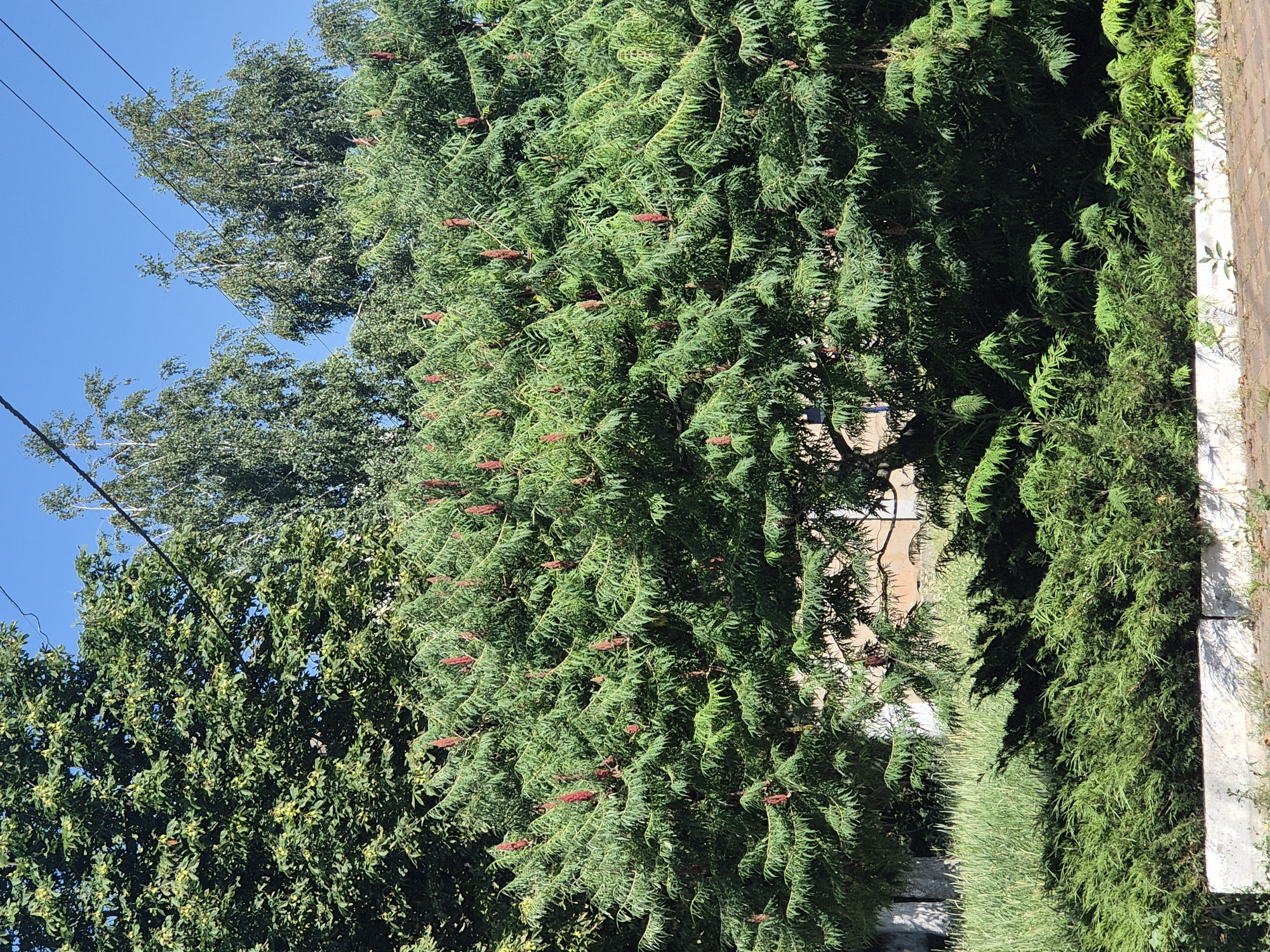 The media file depicts an outdoor scene dominated by lush green foliage under a clear blue sky. The main subject is a large, dense tree with feathery, green leaves. Scattered throughout the tree's branches are numerous small, reddish-brown cone-like structures, possibly flowers or fruit. To the left of this prominent tree, other trees with lighter green leaves are visible, with some power lines running diagonally across the upper left portion of the frame. The sunlight suggests it is daytime, with the bright sky and strong shadows indicating sunny weather. The right side of the image shows a paved surface, possibly a sidewalk or pathway, with a brick wall or edging running along it. The overall impression is a tranquil natural setting, perhaps a park or residential area with abundant greenery. No people or specific activities are evident, and there is no visible text.