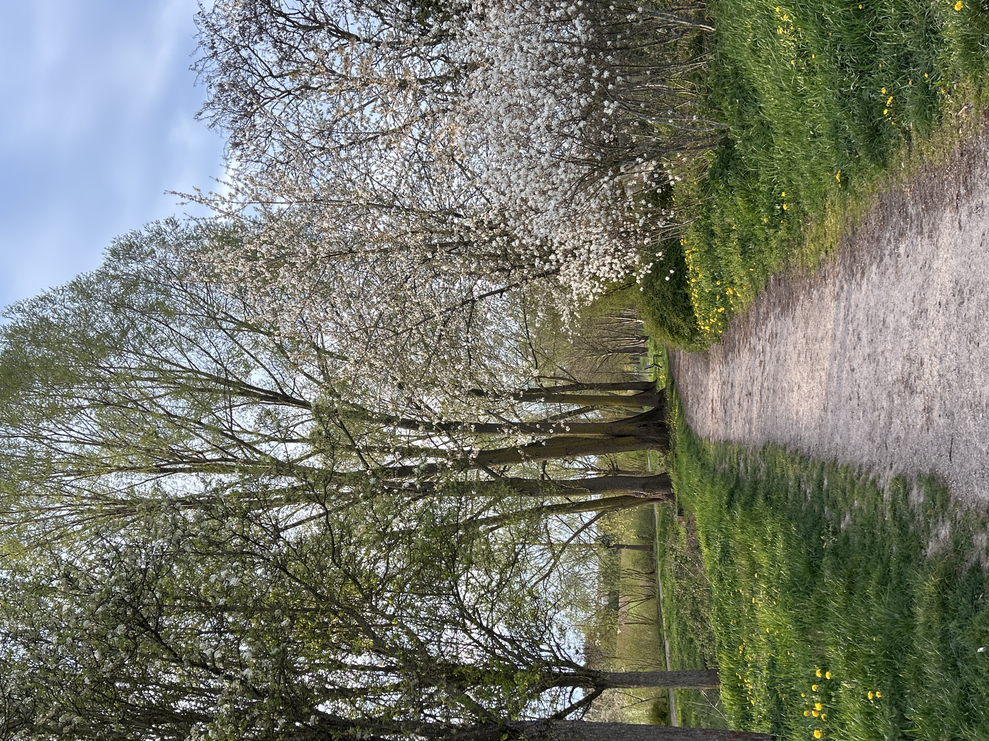 The image shows a path lined with trees and greenery, likely located in Truchtersheim, France. The path is made of light-colored gravel. On either side, there is grass with yellow flowers, likely dandelions. The trees lining the path have varying degrees of foliage; some are in full bloom with white flowers, while others have budding leaves. The sky is visible through the trees, with some light clouds. The overall scene evokes a sense of a springtime walk in a park or nature trail.