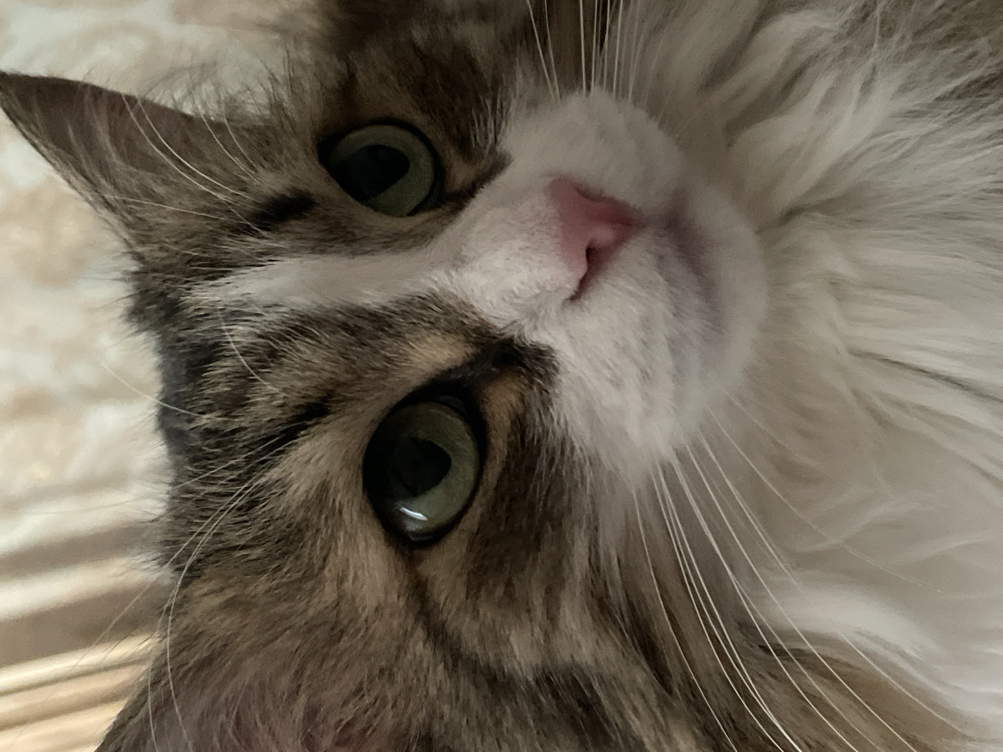 The image is a close-up of a cat's face, specifically its eyes, nose, and part of its fur. The cat has green eyes and a pink nose. Its fur is a mix of brown, grey, and white. The image does not provide information about the city of Izhevsk, Russia, or any specific location. Therefore, it is impossible to describe the location based on the given image.