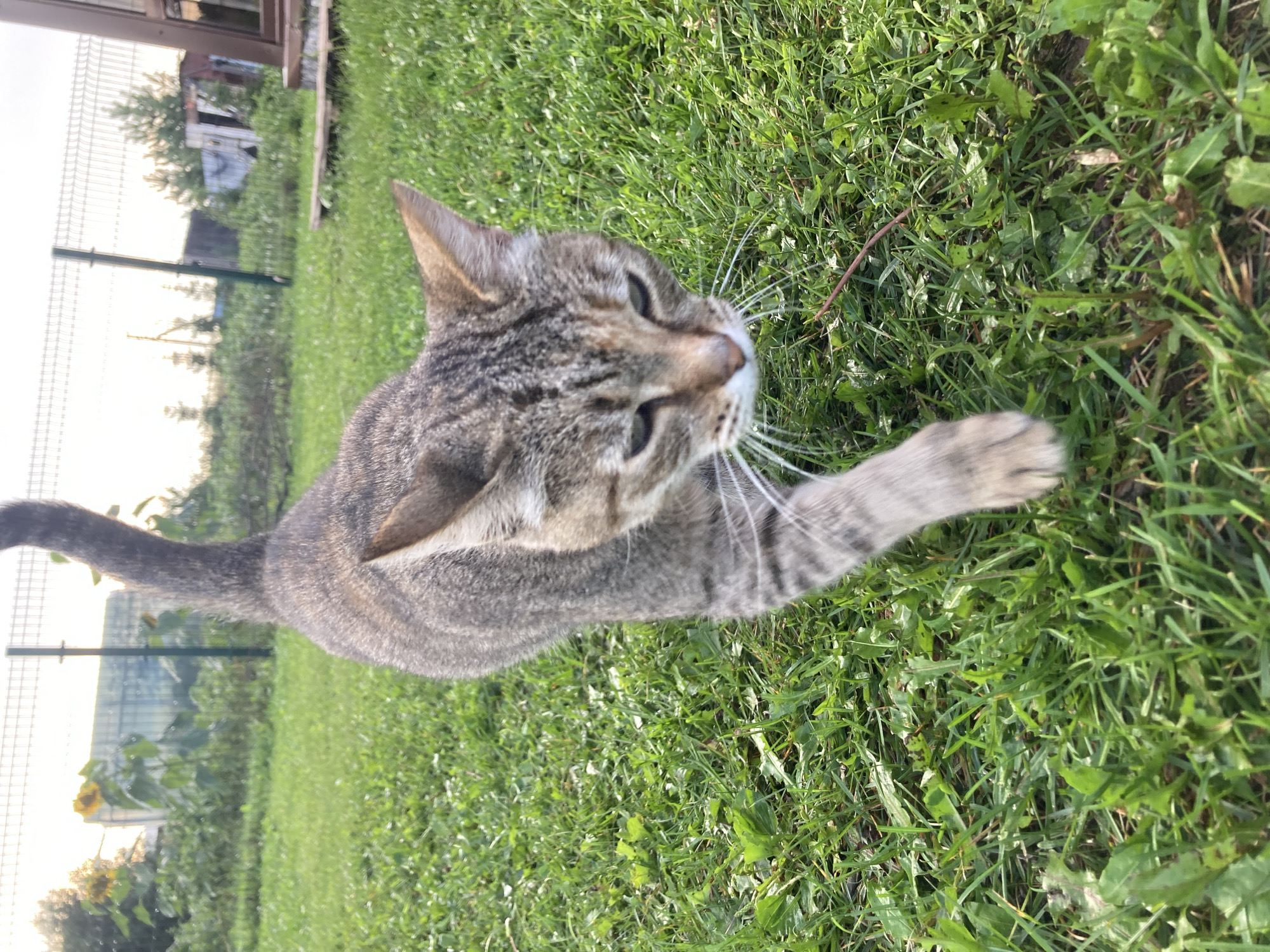 A tabby cat is walking across a grassy yard. The cat is facing the camera, with its head lowered. The yard is green and lush, with some dandelions and other weeds. In the background, there is a fence, some trees, and a building. The sky is overcast. The location is stated to be Bolshoi Bukor, Russia.