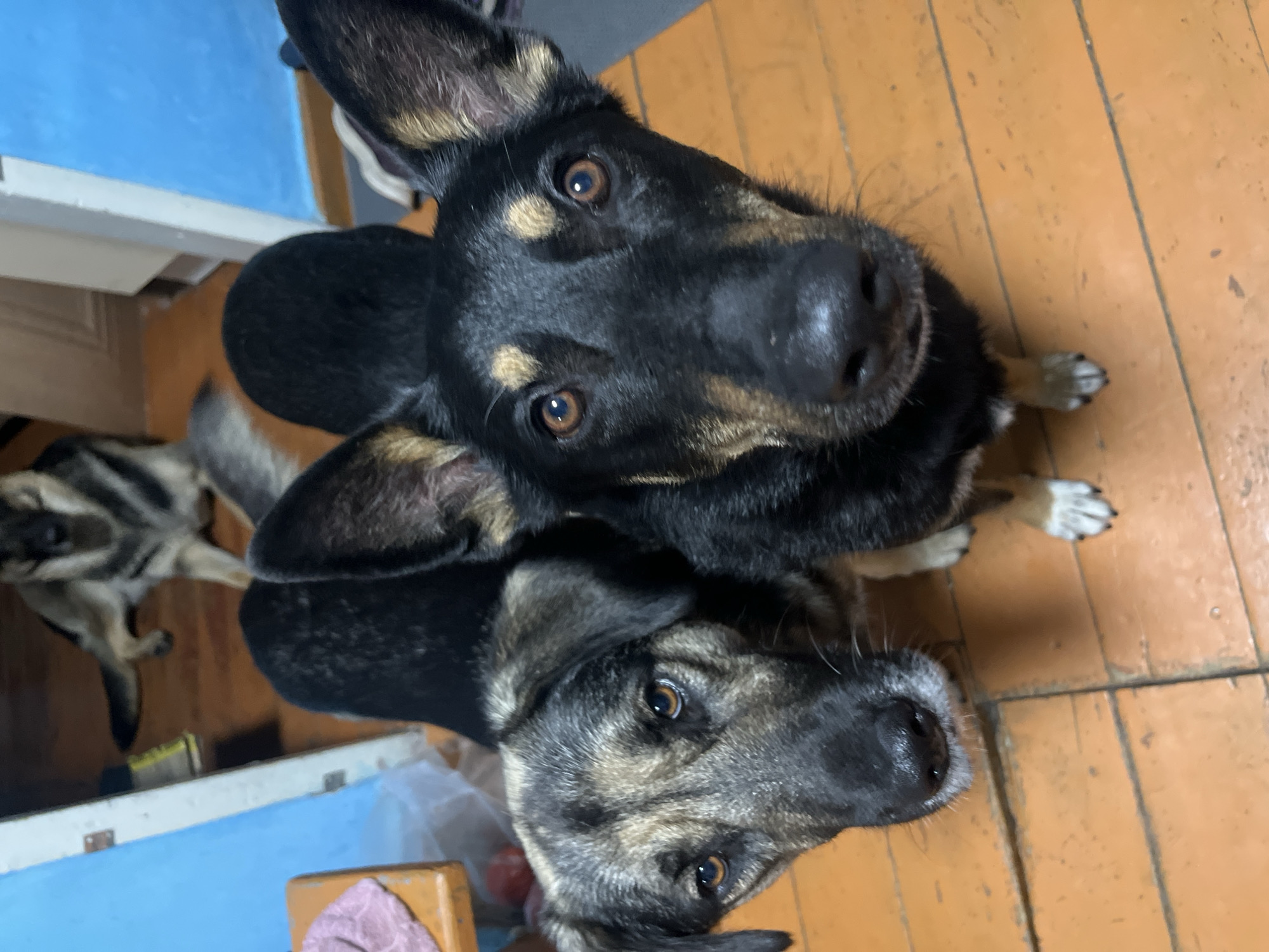 Two dogs are looking up at the camera. The dog on the left has grey and black fur and is looking to the left. The dog on the right has black and tan fur and is looking directly at the camera. Both dogs appear to be medium-sized. In the background, another dog, likely a German Shepherd, is lying down. The floor is made of wood planks. There are also hints of blue and white walls in the background. The image was taken indoors, likely in a residential setting. There is no information in the image to indicate the location in Nizhny Tagil, Russia.