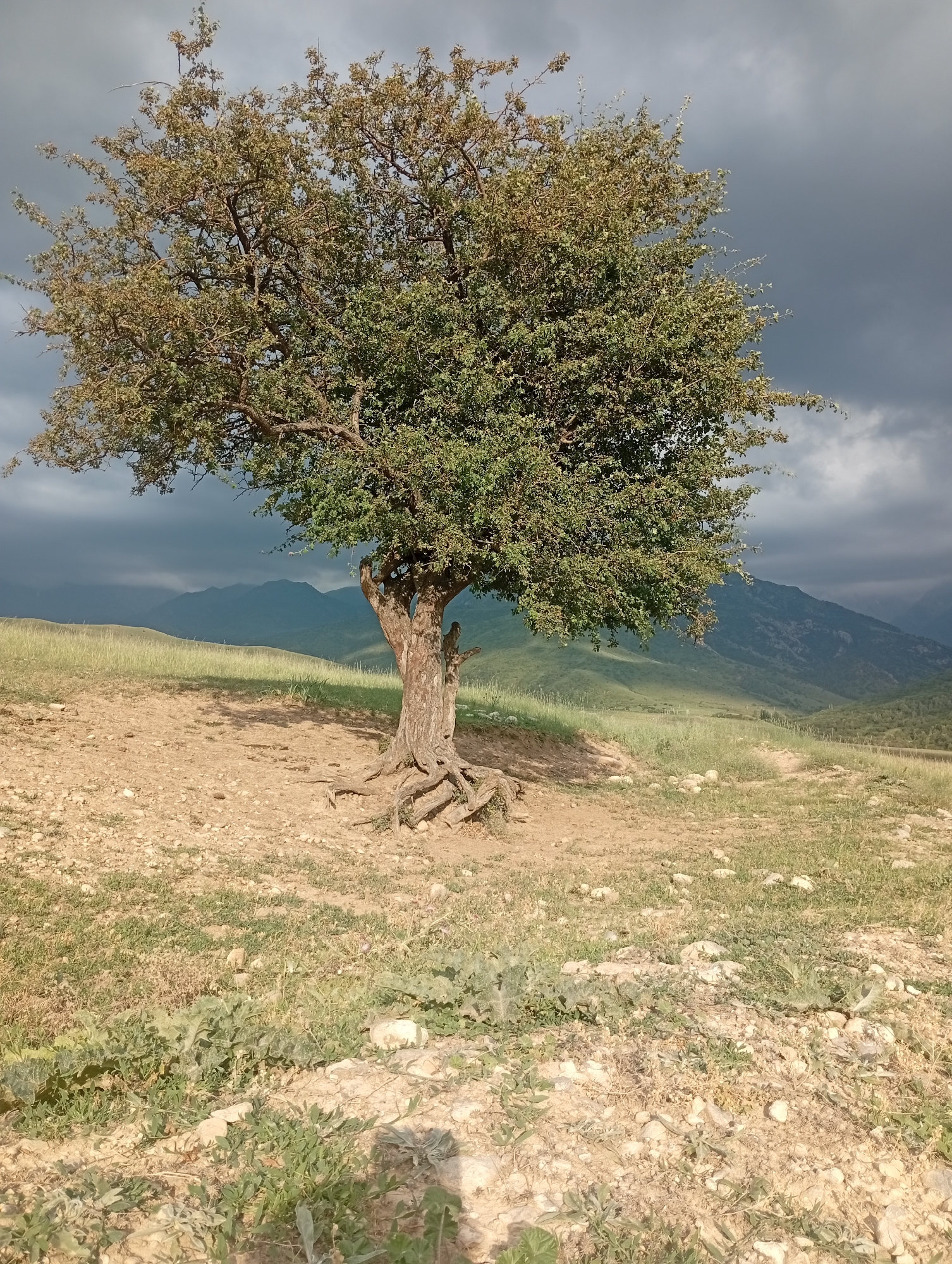 The image depicts a solitary, mature tree with a gnarled trunk and extensive root system, standing on a dry, rocky, and sparsely vegetated hillside. The tree's canopy is full of green leaves, with some areas appearing dry and brown. In the background, rolling hills covered in green grass lead to a range of distant, hazy mountains. The sky is overcast with dark, dramatic clouds, suggesting impending rain or a storm. The scene is devoid of any human presence. The location is identified as Көксаяқ ауылдық округі, Kazakhstan.