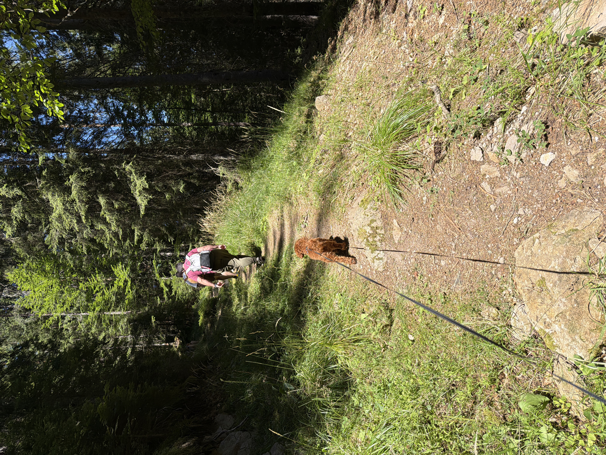 A group of people and a dog are walking on a path in a forest. The path is made of dirt and rocks, and it is lined with trees and grass. The people are wearing hiking clothes, and they are carrying backpacks. The dog is a small, brown poodle. The sun is shining through the trees, and the forest is green and lush. The scene is likely in the Rhodope Mountains near Sarnitsa, Bulgaria.