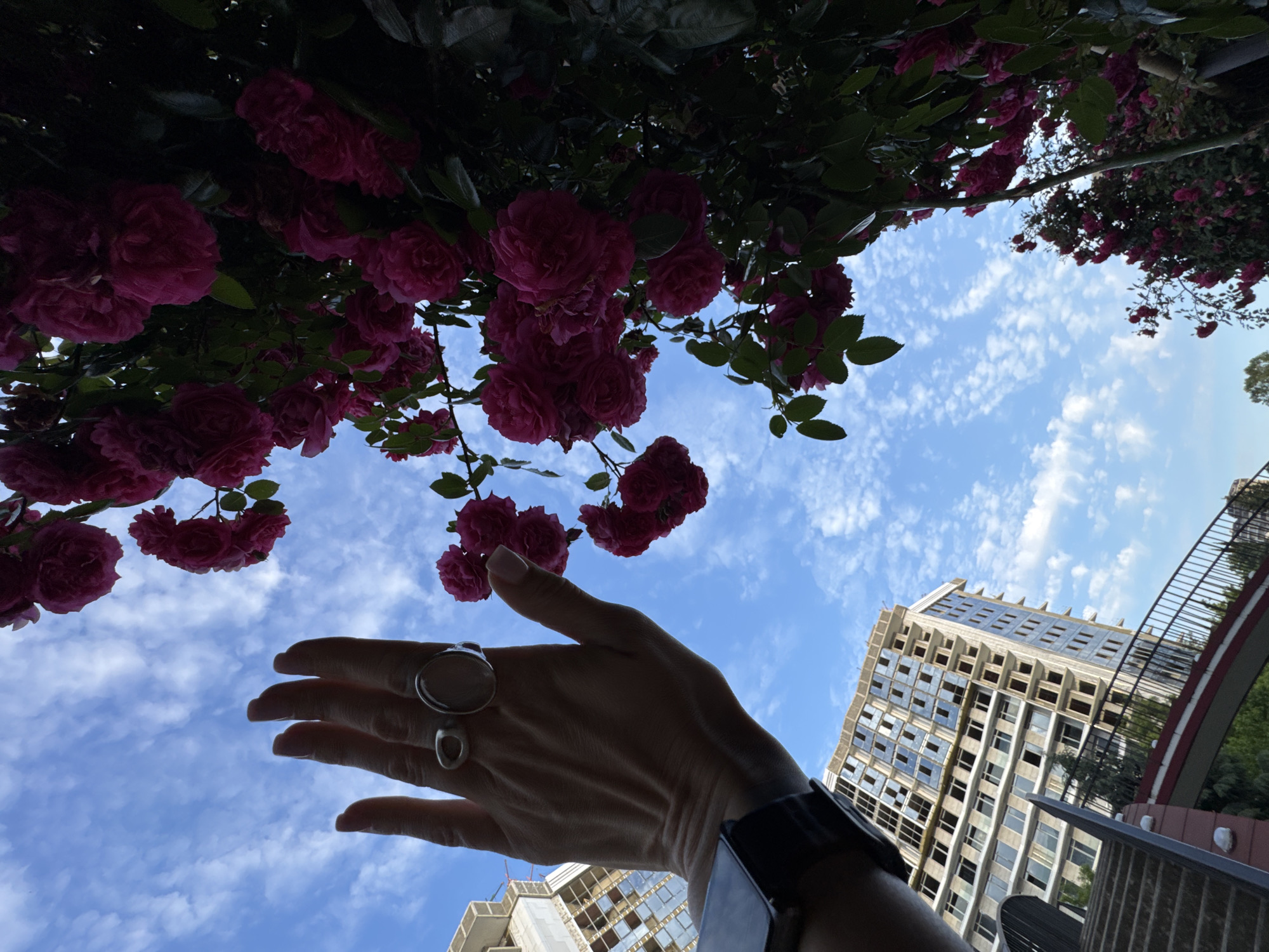 The image captures a low-angle view against a bright blue sky dotted with wispy white clouds. In the foreground, a hand, adorned with two rings, is raised, silhouetted against the sky. To the right, a lush vine of vibrant pink roses cascades downwards, partially obscuring the view of the sky. In the background, two multi-story buildings are visible, one appearing to be under construction with exposed scaffolding and windows. A red-and-white arched bridge with railings and stairs is also present in the lower portion of the image, suggesting an urban park or promenade setting. The overall scene appears to be an outdoor setting in a city, with a mix of natural elements and ongoing construction. This scene is located in Sochi, Russia.