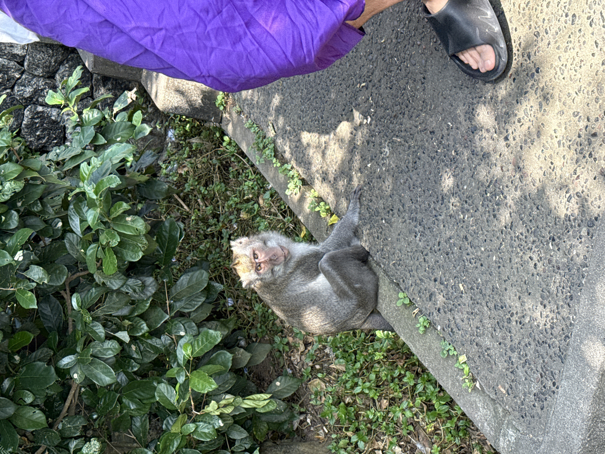 A monkey sits in the vegetation next to a sidewalk in Kuta Selatan, Indonesia. The monkey is mostly gray in color with a light-colored face. It is seated on the side of the sidewalk, facing upwards and looking at the camera. The sidewalk is concrete and has a person standing on it with a purple cloth over the person's legs. The person is wearing a black sandal on one foot. The vegetation is a mix of green plants and brown leaves.