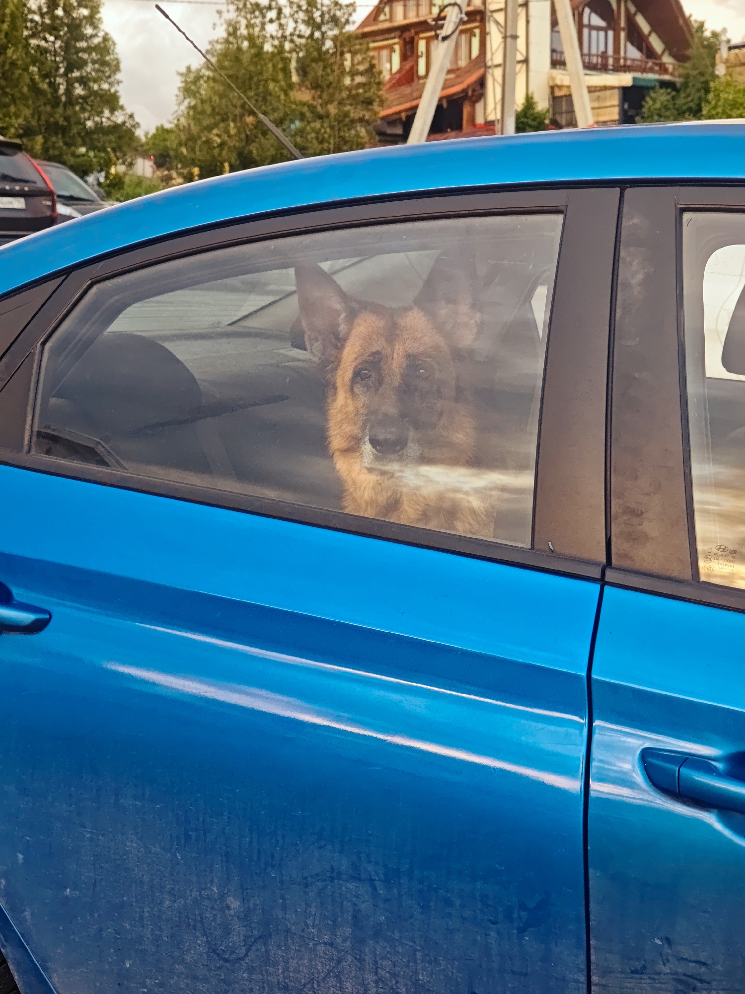 A medium shot depicts a blue car parked in Ильинское, Russia. The car's driver-side window frames a medium-sized, brown, fluffy dog sitting on the back seat of the vehicle. The car is surrounded by vegetation, and the architecture in the background suggests a rural or semi-rural setting.