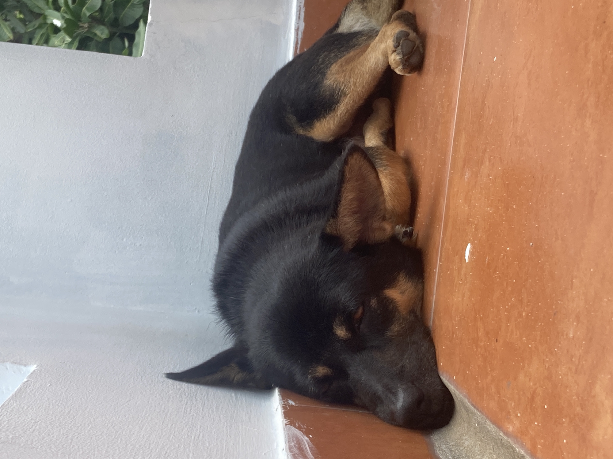 A black and tan German Shepherd dog lies sleeping on a tiled floor in what appears to be an indoor/outdoor space. The dog's head is resting on the edge where the floor meets a white wall. The wall continues up and a small area of green foliage is visible through an opening. The floor appears to be composed of orange/brown tiles. The setting, based on provided information, is Mui Ne, Vietnam.