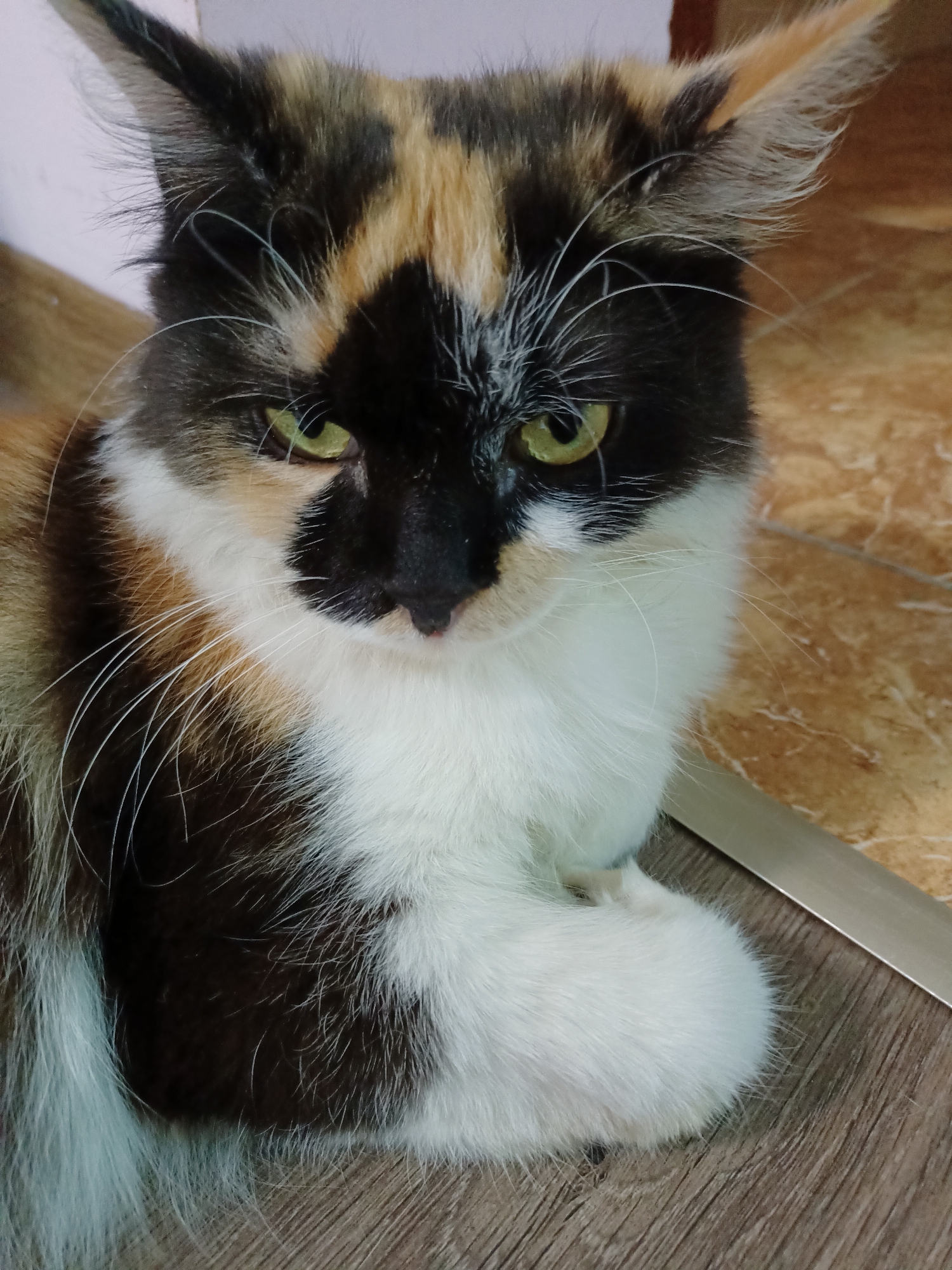 A calico cat with green eyes is sitting on a tiled floor. The cat has patches of black, white, and orange fur. Its ears are pointed and tufted with fur. The cat is looking directly at the camera. The floor tiles are a mix of brown and beige. There is a silver metallic object in the bottom right corner of the image. The background is out of focus, but appears to be a wall. The image was taken in Almaty, Kazakhstan.