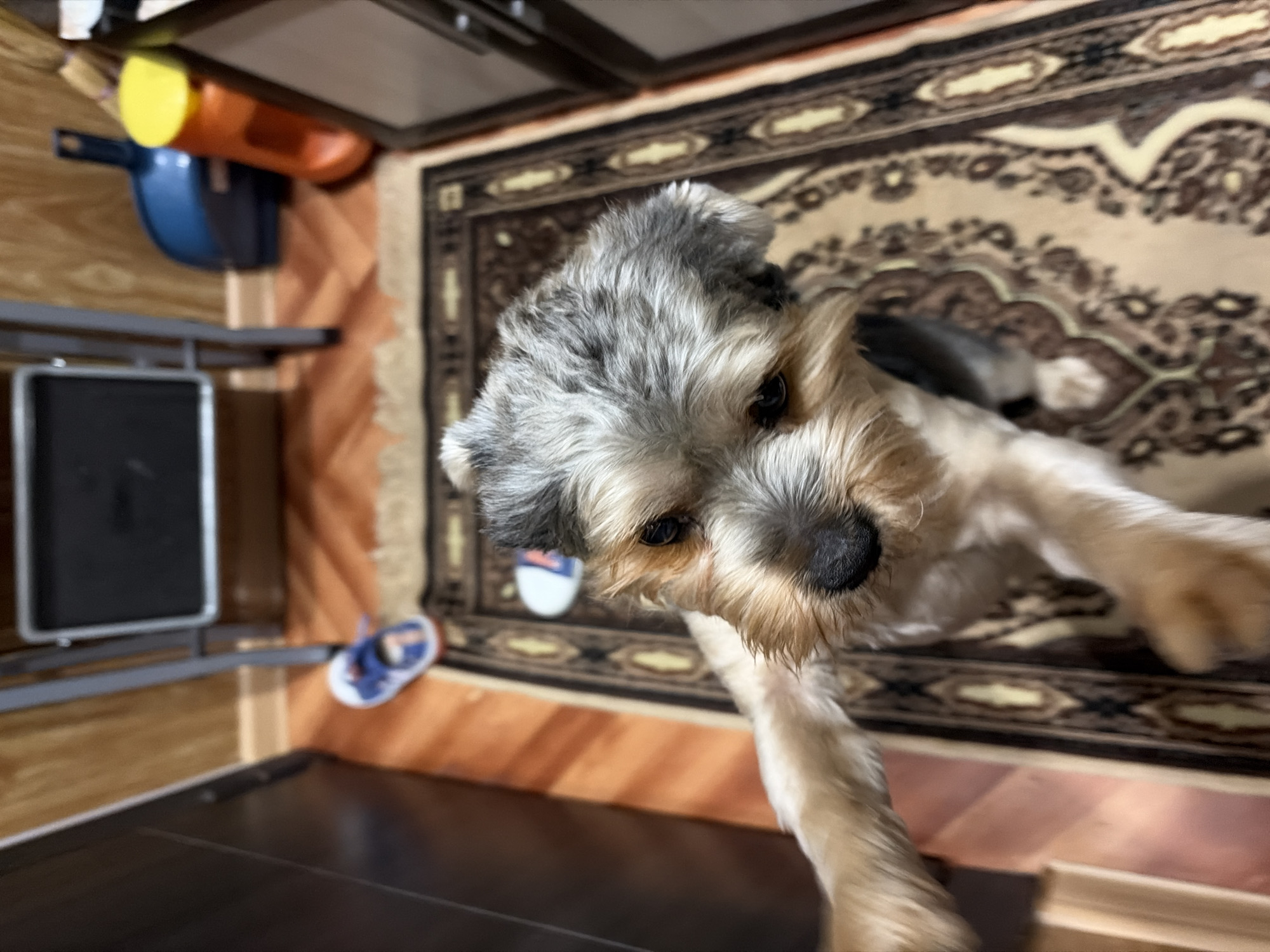 A small, tan and grey Yorkshire Terrier dog is standing on a patterned rug, looking up at the camera with its front paws extended. The dog has dark eyes and a black nose. The rug is placed on a wooden floor. In the background, a blue dustpan and an orange container with a yellow lid are visible. To the left of the dog, a pair of blue and white children's sandals are on the floor. The scene appears to be indoors, possibly in a home in Tambov, Russia. The overall lighting is dim.