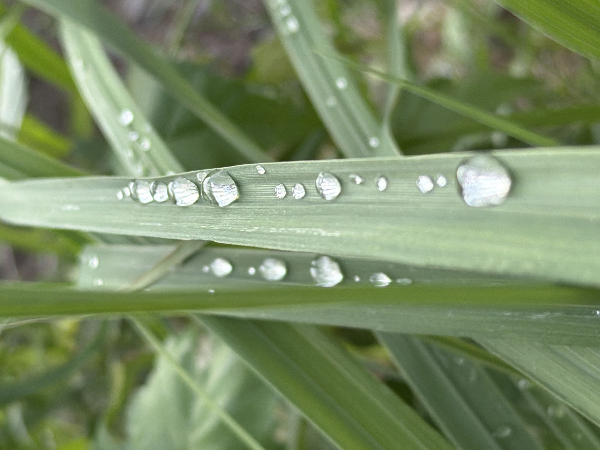 The image shows a close-up view of grass blades covered in water droplets. The focus is on a single, broad green blade in the foreground, with a line of water droplets running down its center. The droplets vary in size, with some being small and round, and others larger and more irregular. The largest droplet at the bottom of the blade reflects light, appearing bright white. Behind this main blade, other green grass blades are visible, some with smaller water droplets. The background is blurred, showing a soft green and brown texture, suggesting an outdoor environment. There are no people or animals present in the image. The image was taken in Tsiolkovsky, Russia.