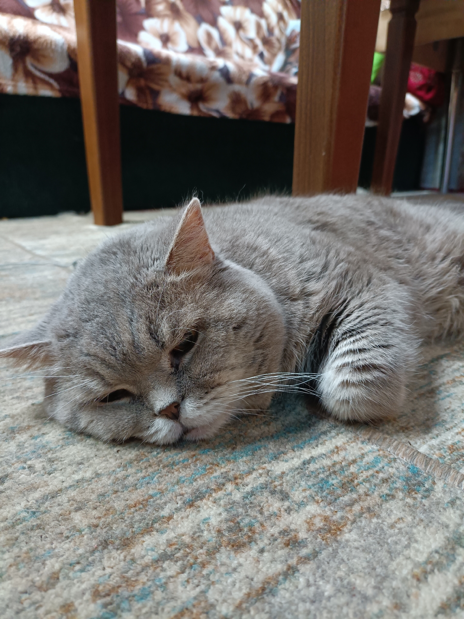 A fluffy, gray cat is lying on a patterned carpet next to the wooden legs of a chair. The cat's eyes are closed, and its head is resting on the floor. The background is blurred, but it appears to be an indoor setting with furniture.