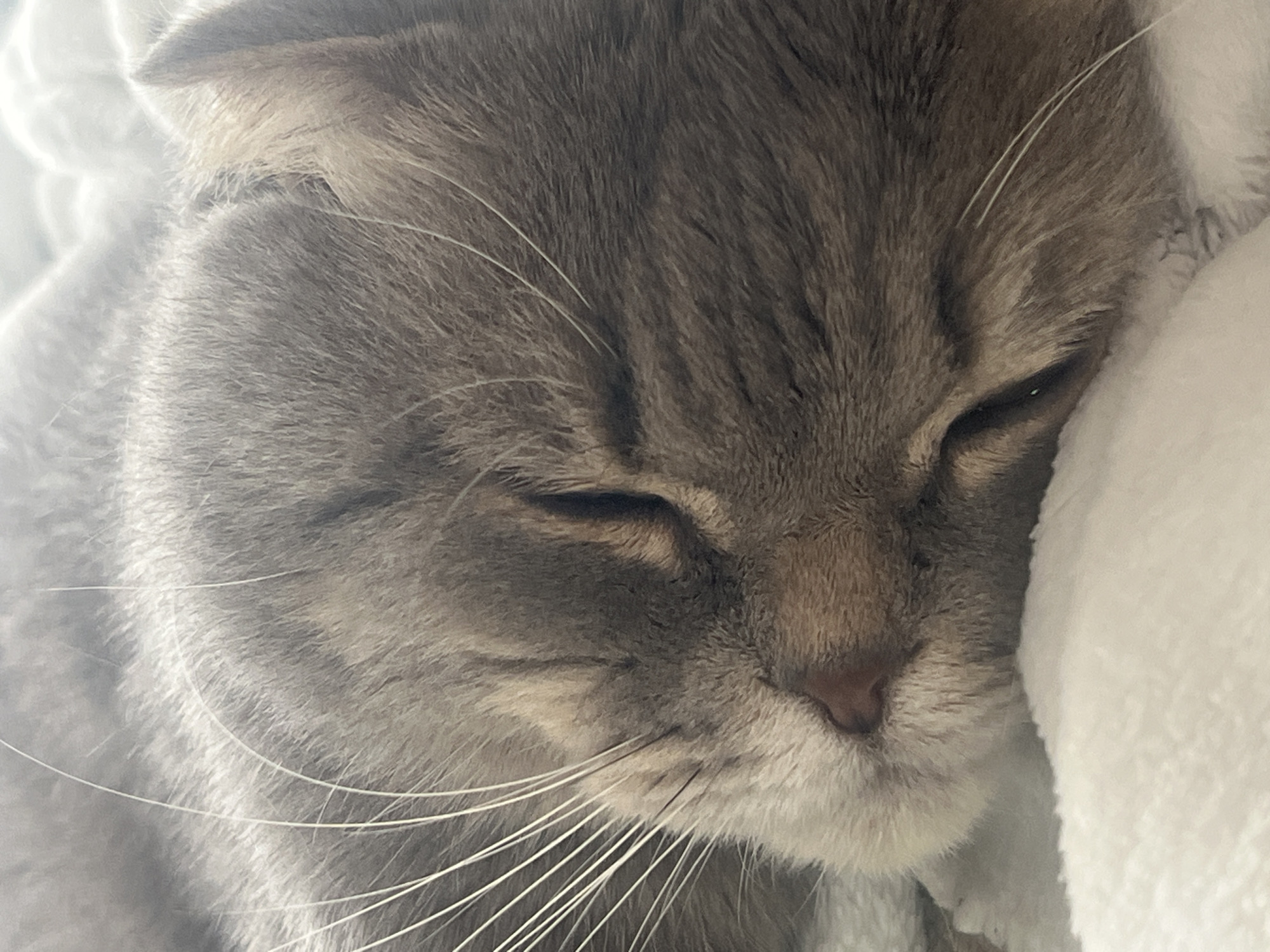 A close-up photograph captures the tranquil face of a cat, likely a Scottish Fold given its characteristic folded ears, in a state of deep rest or sleep. The cat's eyes are peacefully closed, and its head is nestled against a soft, white, plush surface, possibly a blanket or pillow, visible on the right side of the frame and lightly behind its head on the left.
The cat's fur is a beautiful blend of grey and light brown, exhibiting subtle tabby markings. Its long, delicate white whiskers fan out from its muzzle, which features a soft, pinkish-brown nose. The lighting is gentle, highlighting the texture of the fur and contributing to the serene atmosphere of the image. No specific location cues are visible within the image itself beyond the provided context of Votkinsk, Russia, and no text is present. The overall impression is one of comfort, calm, and quiet repose.