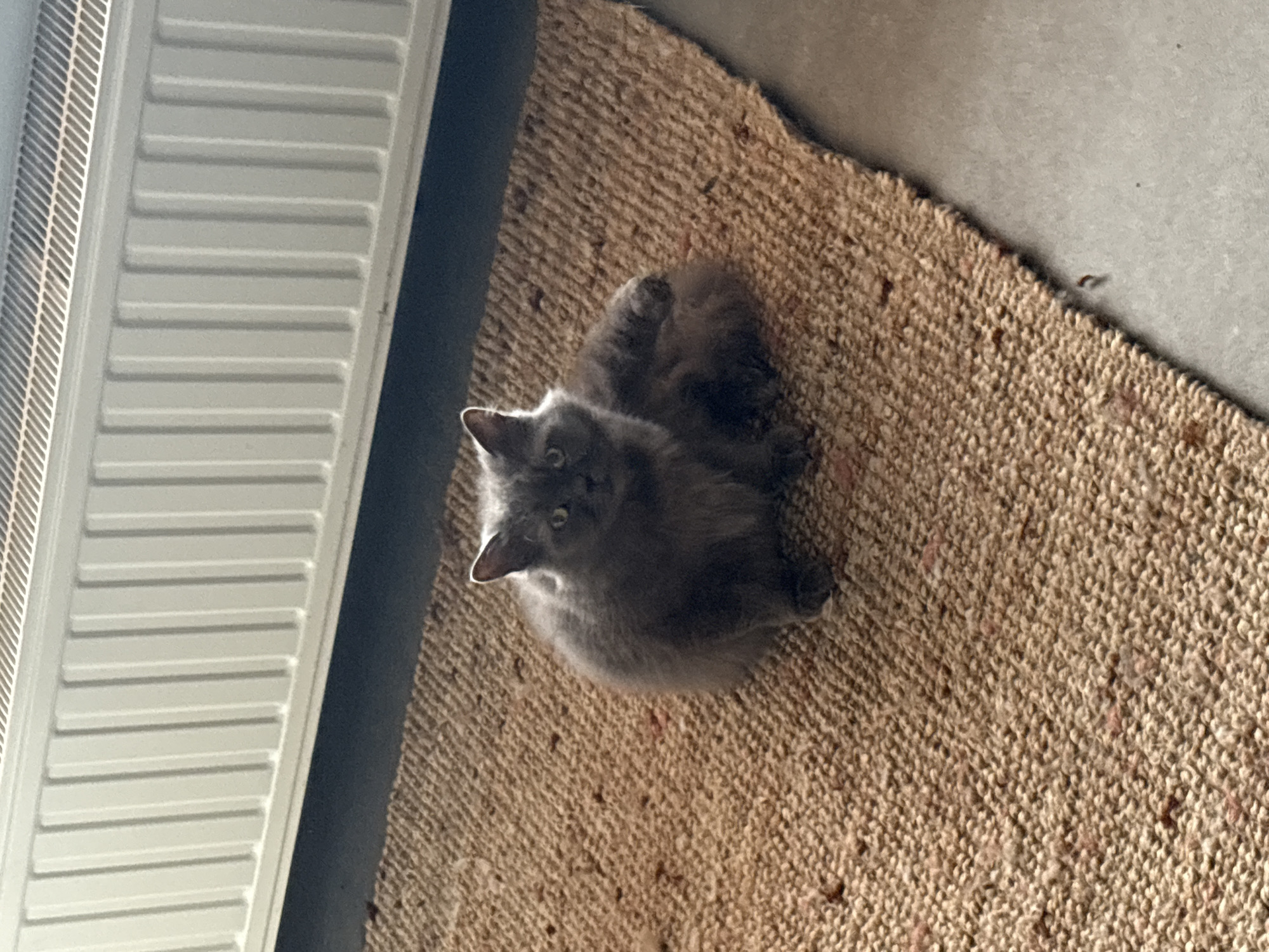 A fluffy, gray cat with wide, alert eyes is the central subject of the image, looking directly upwards towards the camera. The cat is comfortably nestled on a woven, light brown or beige mat, which has a distinct textured pattern. The mat occupies the lower and middle-right portion of the frame.
To the left of the mat, a white radiator with horizontal fins is clearly visible, suggesting an indoor setting. A dark, possibly concrete or tiled floor is visible in the upper right background, bordering the mat. The lighting appears soft, indicating an indoor environment during daytime, though no direct light source is apparent. The overall scene is calm, capturing the cat in a relaxed but attentive pose.
The location context provided is Estaimpuis, Belgium. No specific activity other than the cat resting and looking at the camera is taking place. There is no visible text in the image.