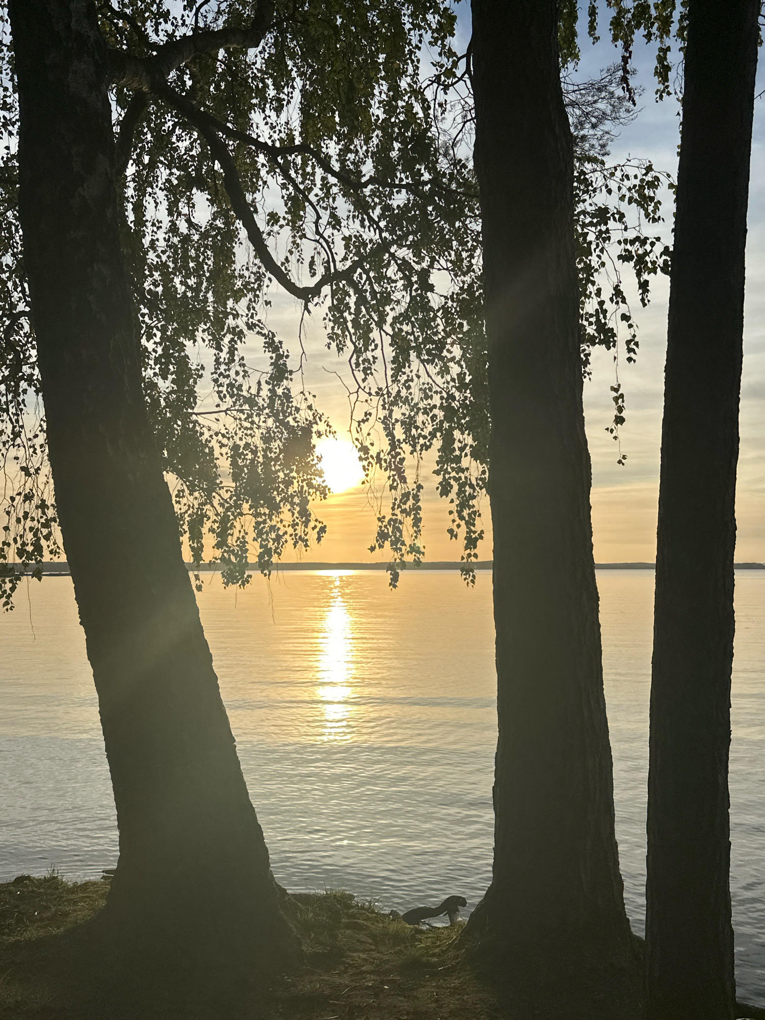 The image shows a serene natural scene with a focus on the silhouette of trees against a sunset over a body of water. The sun is low on the horizon, casting a warm, golden glow across the sky and reflecting brightly on the water's surface, creating a shimmering path. Several trees, silhouetted and dark, frame the view of the sunset and water. The tree on the left is larger and appears closer to the viewer, with its branches and leaves catching the light. Two more trees are visible in the middle and right portions of the frame, also in silhouette. The water is calm, with gentle ripples visible. The ground in the foreground appears to be a grassy embankment. The setting suggests a peaceful lakeside or riverside location, likely in a rural area given the absence of urban structures. The location is specified as Ждановіцкі сельскі Савет, Belarus.