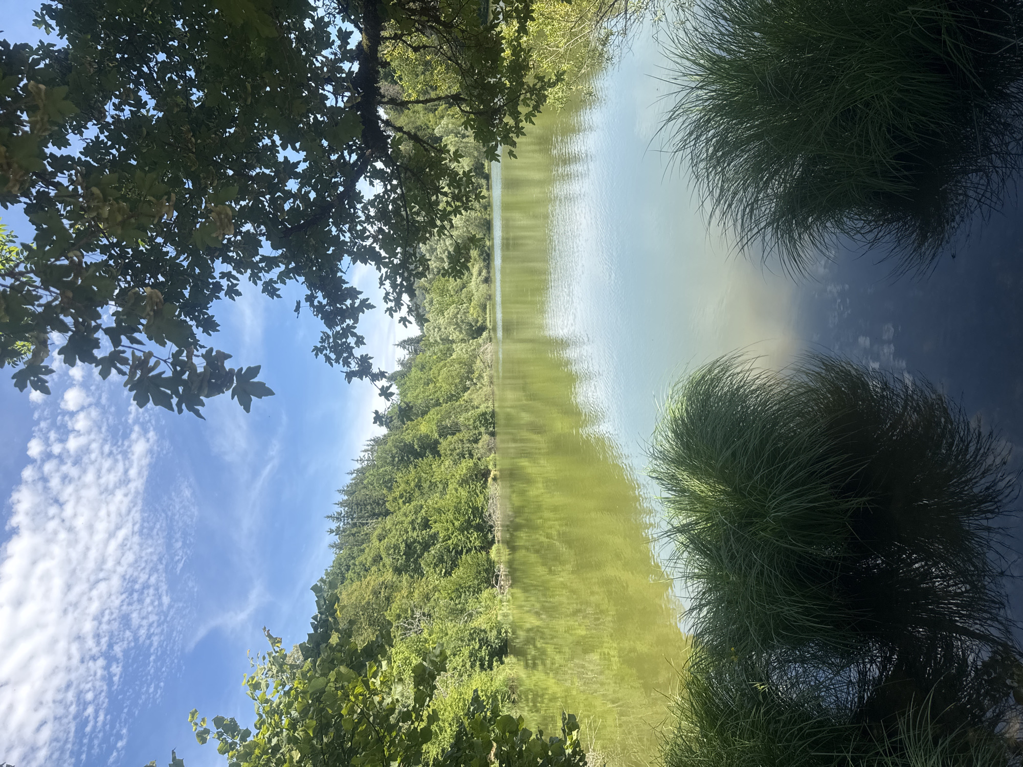 A serene, sun-drenched body of water is nestled amongst lush green foliage in Coteaux du Lizon, France. The lake's surface, a pale greenish hue, reflects the sky and surrounding trees, creating a shimmering, almost ethereal effect. Two dense clumps of tall, slender green grass emerge from the foreground, their reflections starkly mirrored in the dark water below. The background is dominated by a verdant, tree-covered hillside, with a mix of deciduous and coniferous trees. A bright blue sky with scattered wispy clouds stretches above, partially obscured by the dark, leafy branches of a large tree that frames the top right of the image. The scene evokes a sense of peaceful tranquility, untouched by human presence.