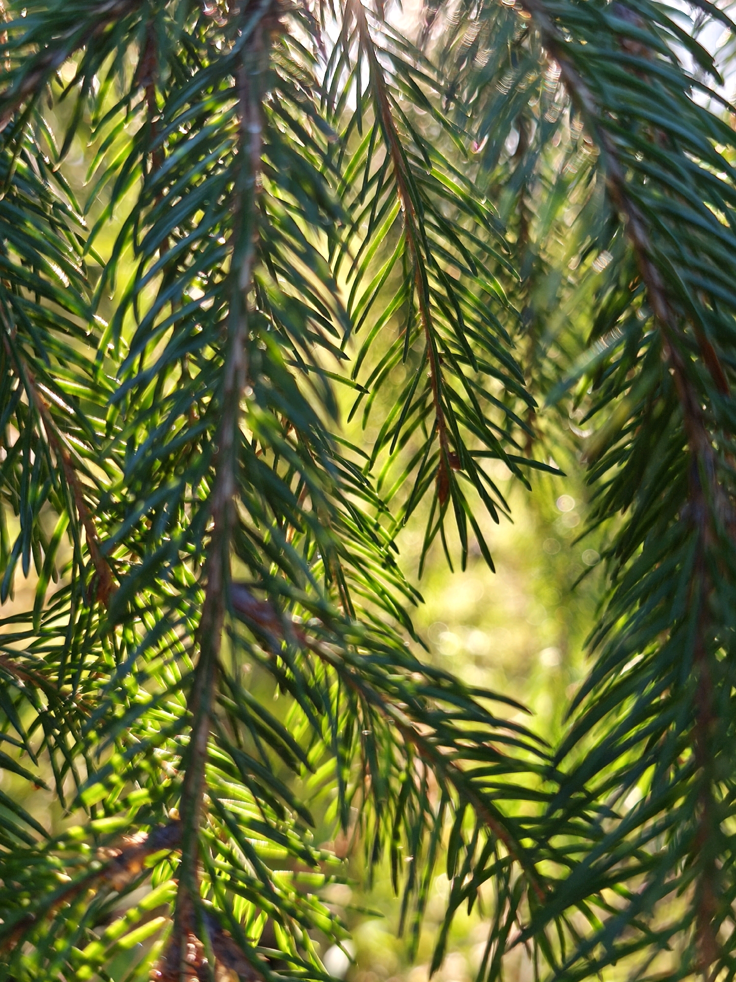 The image is a close-up, low-angle shot of pine tree needles. The needles are dark green and appear to be backlit, with sunlight filtering through them and creating a bokeh effect in the background. The background is a blur of green and yellow, suggesting a natural outdoor environment. There are no people, animals, or man-made objects visible in the image. The overall impression is one of natural beauty and tranquility. There is no information in the image to suggest it is located in Mahilyow, Belarus.