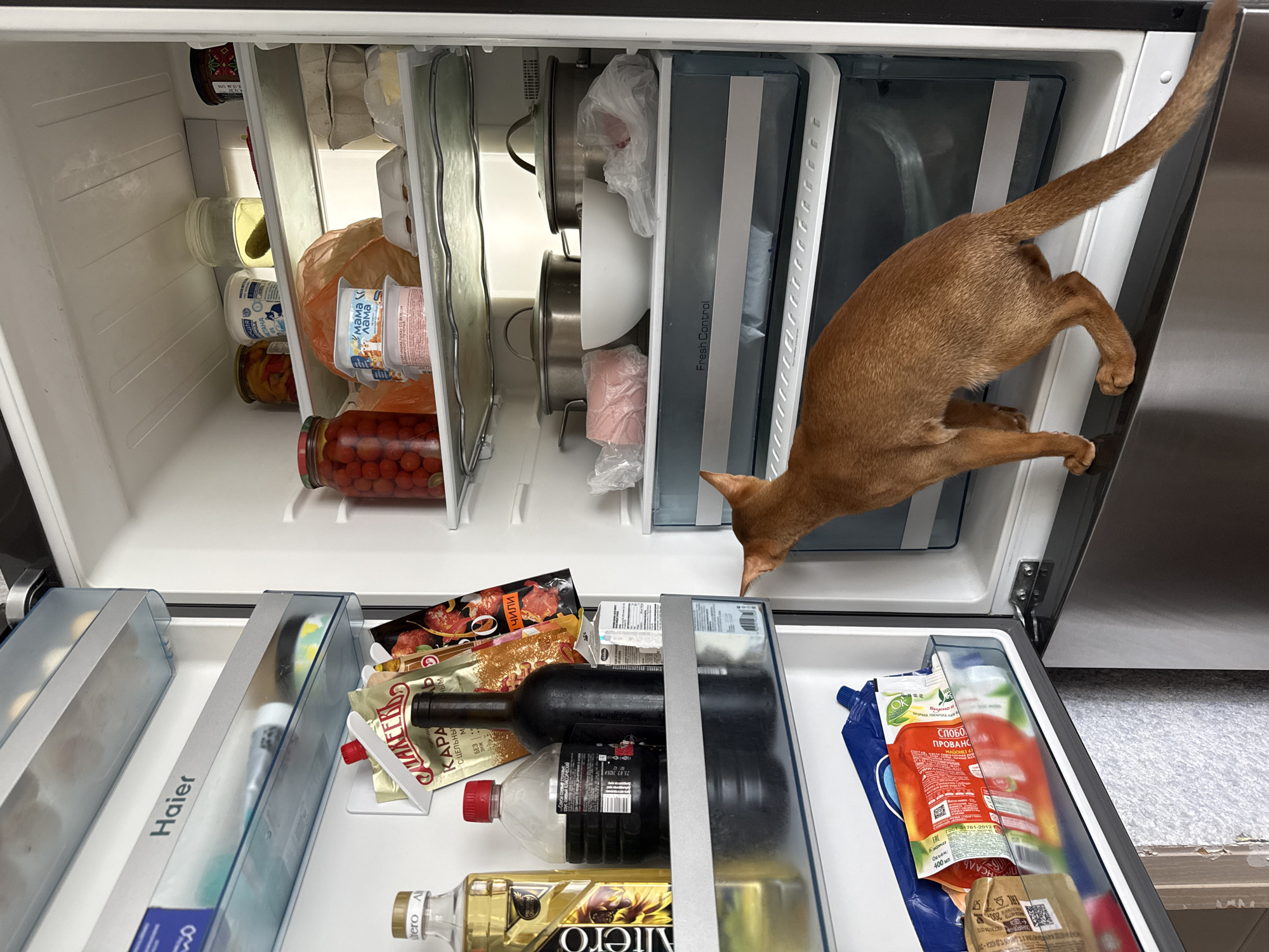 An Abyssinian cat with reddish-brown fur stands on the edge of an open refrigerator door, looking into the interior. The refrigerator contains various food items, including jars of preserves, dairy products, bottles, and packaged foods. The cat's tail is extended behind it. The refrigerator is a Haier brand, and the environment appears to be a kitchen. The image does not contain any information about the location in the city of Stary Oskol, Russia.