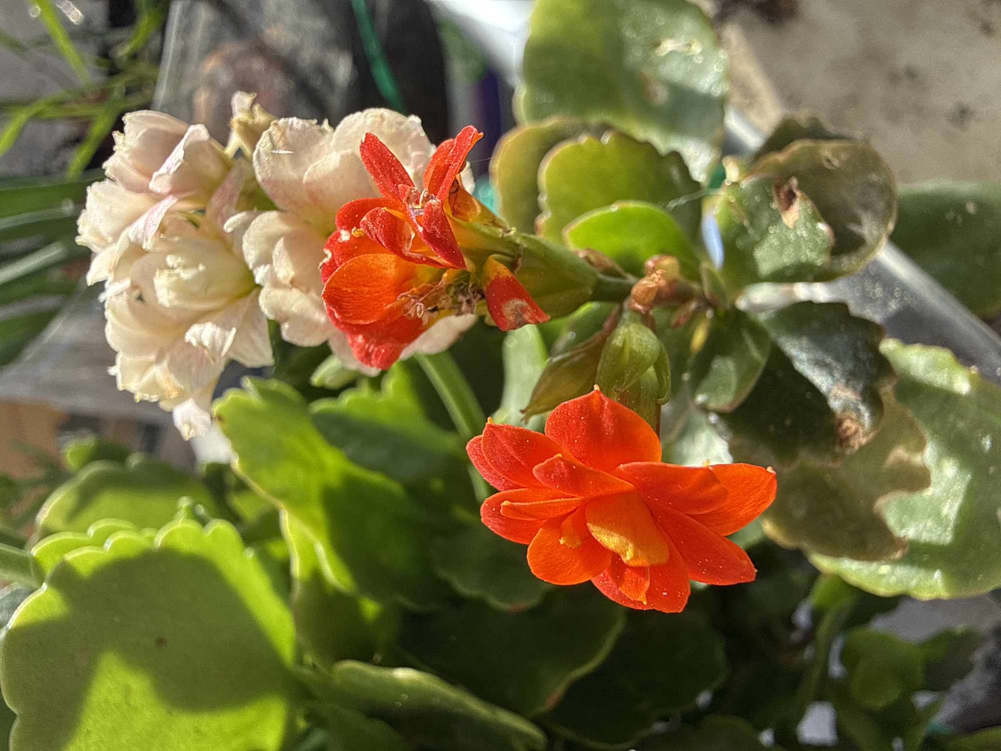 The image depicts a flowering Kalanchoe plant, exhibiting both orange and faded white blossoms amidst green foliage. Several leaves show signs of degradation or damage. The setting is likely an indoor or sheltered outdoor location, given the proximity of the plant to what appears to be a container rim in the background. There is no information in the image to confirm the location is the city of Alanya, Turkey.