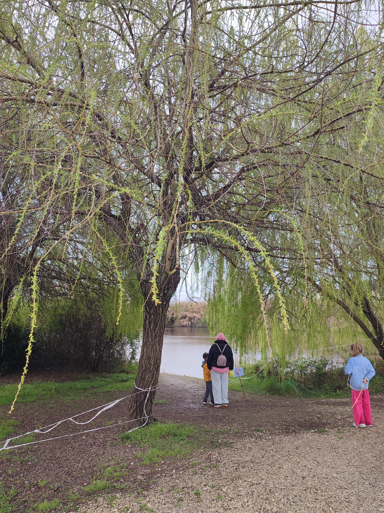A medium shot depicts a scene in an outdoor, likely lakeside area near Sochi, Russia. A large willow tree with light green foliage dominates the left side of the frame, its branches cascading downwards. Tied around the tree trunk is a white ribbon, possibly marking a boundary.
Three individuals are present: a woman with a pink head covering, dressed in white pants and a black jacket with a small backpack, is standing with a young child in a yellow jacket. They are facing towards a body of water. To the right, a girl with blonde hair is standing separately wearing a blue jacket and bright pink pants.
The ground is a mixture of dirt and gravel, and patches of green grass are visible. In the background, across the body of water, lies a landscape of trees and foliage. The sky is overcast.