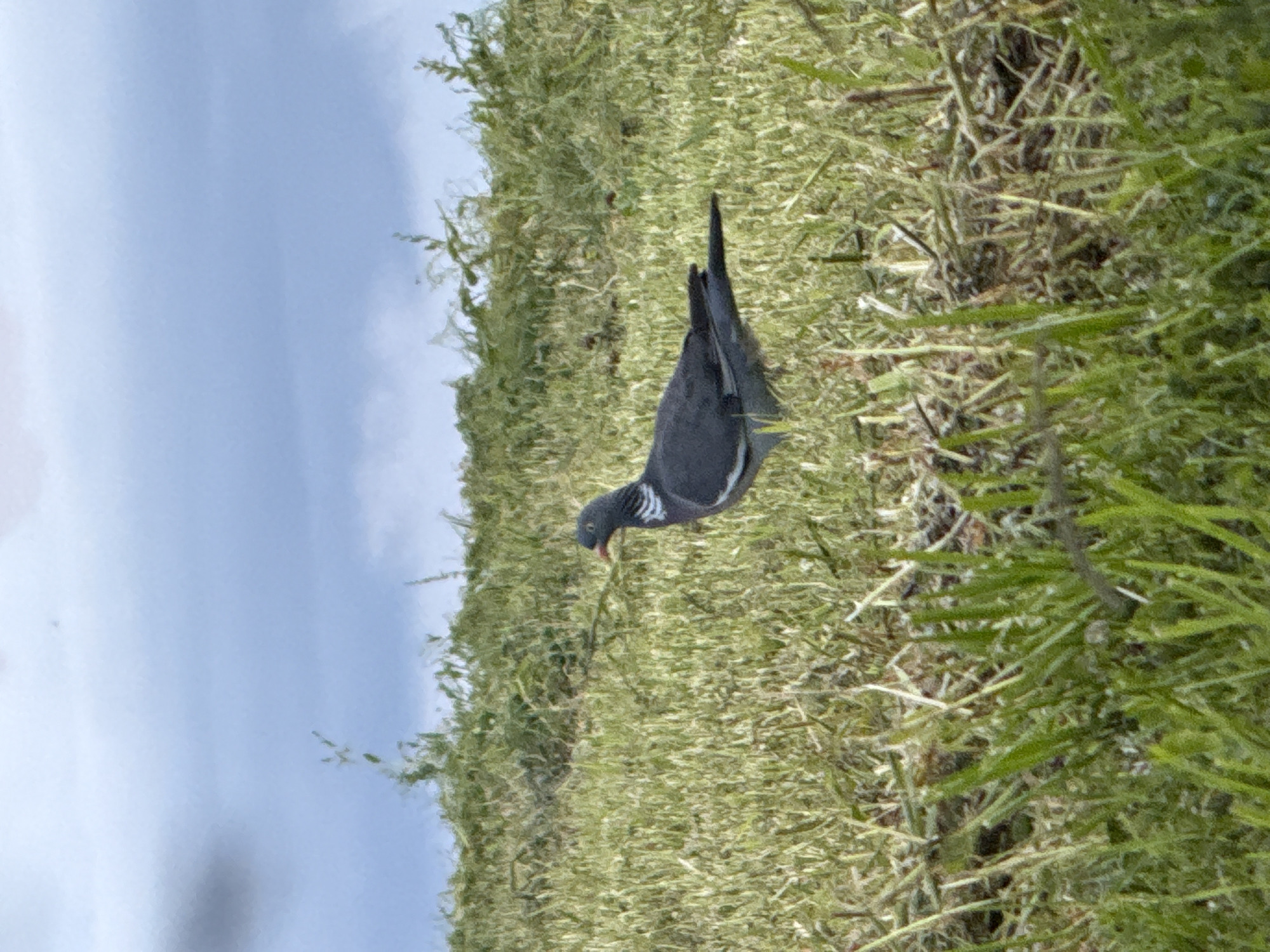 A pigeon stands in a grassy field under a cloudy sky. The pigeon is dark gray with white markings on its neck and wings. Its beak is orange. The field is covered in green grass and dry straw. In the background, there are bushes and trees. The sky is overcast with gray clouds. The location is the city of Galinė, Lithuania.