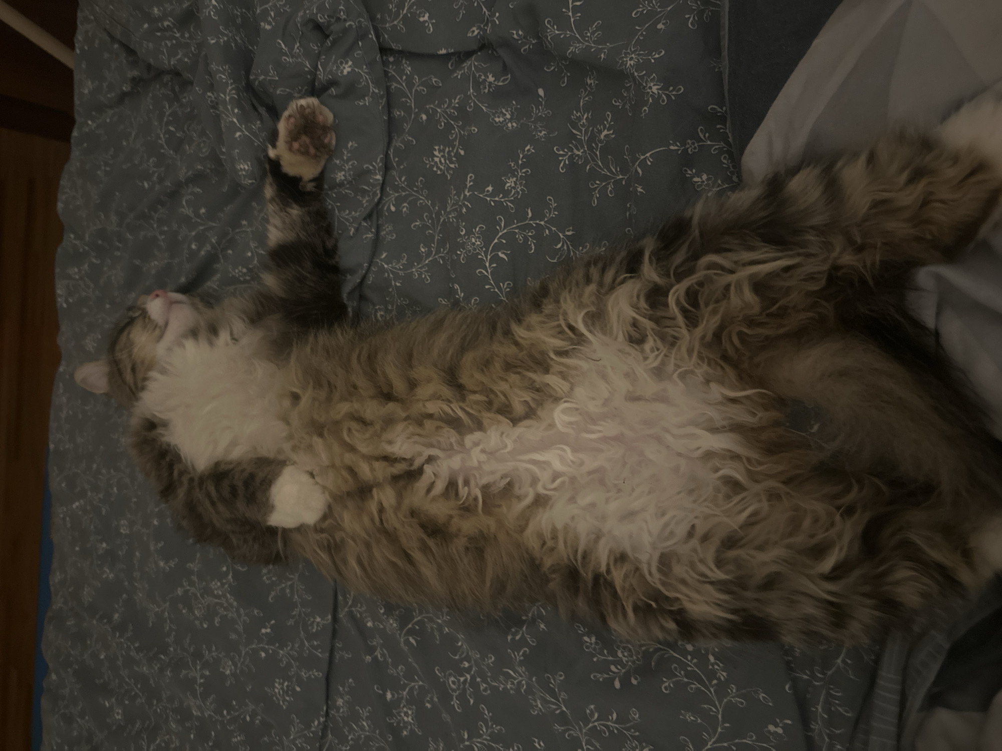 The image shows a fluffy, long-haired cat lying on its back on a blue patterned comforter. The cat's belly is exposed, revealing white fur with some wavy, lighter strands. Its paws are visible, with one paw outstretched. The cat's head is turned to the side, with its eyes closed and its mouth slightly open, indicating it is asleep. The comforter has a repeating pattern of small white flowers and leaves on a dark blue background. The scene appears to be indoors, possibly on a bed. There are no people visible in the image, nor any indication of the city of Novosyanovo, Russia.