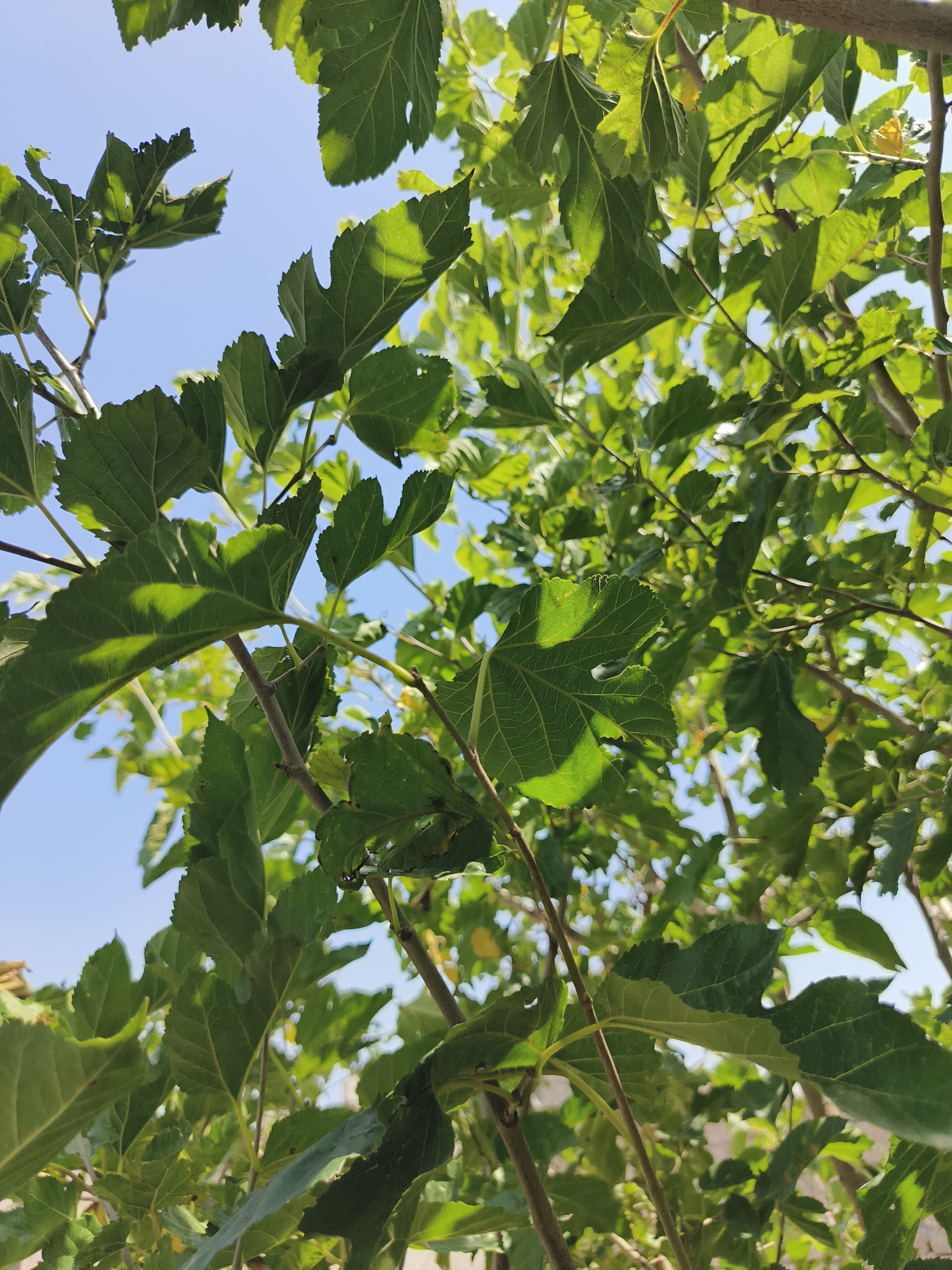 In the city of Khazar Raion, Azerbaijan, an outdoor shot captures a view looking upwards into the canopy of a tree with vibrant green leaves. The sky is a clear, bright blue. The image is dominated by the lush foliage and the intricate network of branches. Sunlight filters through the leaves, creating patterns of light and shadow. The overall scene evokes a sense of natural beauty and the serenity of a sunny day.