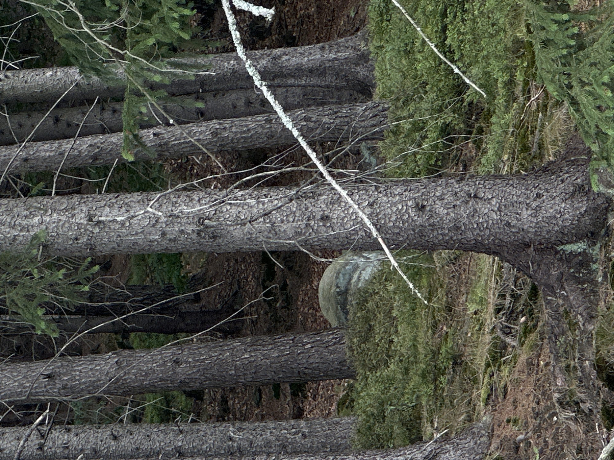 The image depicts a dense forest scene with several mature trees, their bark rough and textured. The ground is covered with a thick carpet of green moss and low-lying shrubs, interspersed with fallen leaves and twigs. A large, rounded boulder, partially obscured by the foliage, is visible towards the left-center of the frame. Thin, dry branches, some with lichen growth, crisscross the foreground and mid-ground, adding to the wild, untamed atmosphere of the forest. The overall impression is one of a natural, undisturbed woodland environment. The image is not specific to Chełmsko Śląskie, Poland, or any other urban location, as it is a natural forest setting. There are no people or specific actions depicted.