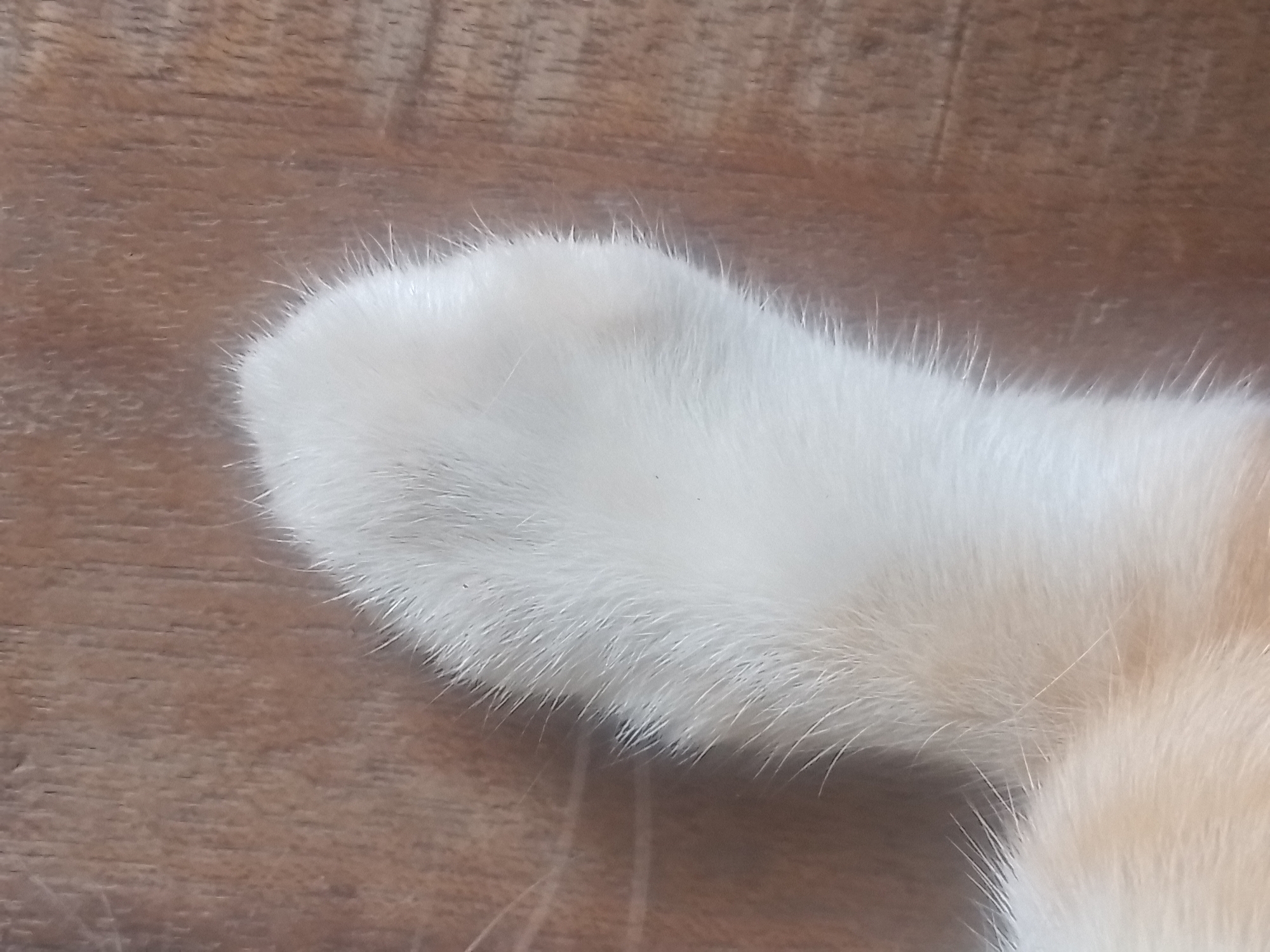 A close-up, top-down shot shows a cat's white paw resting on a wooden surface. The paw is fluffy with white fur, and a few light orange patches are visible near the base of the paw. The wooden surface appears to be a table or floor, with visible grain patterns. The lighting suggests an indoor environment. This image does not contain any information about the city of Davao City, Philippines.