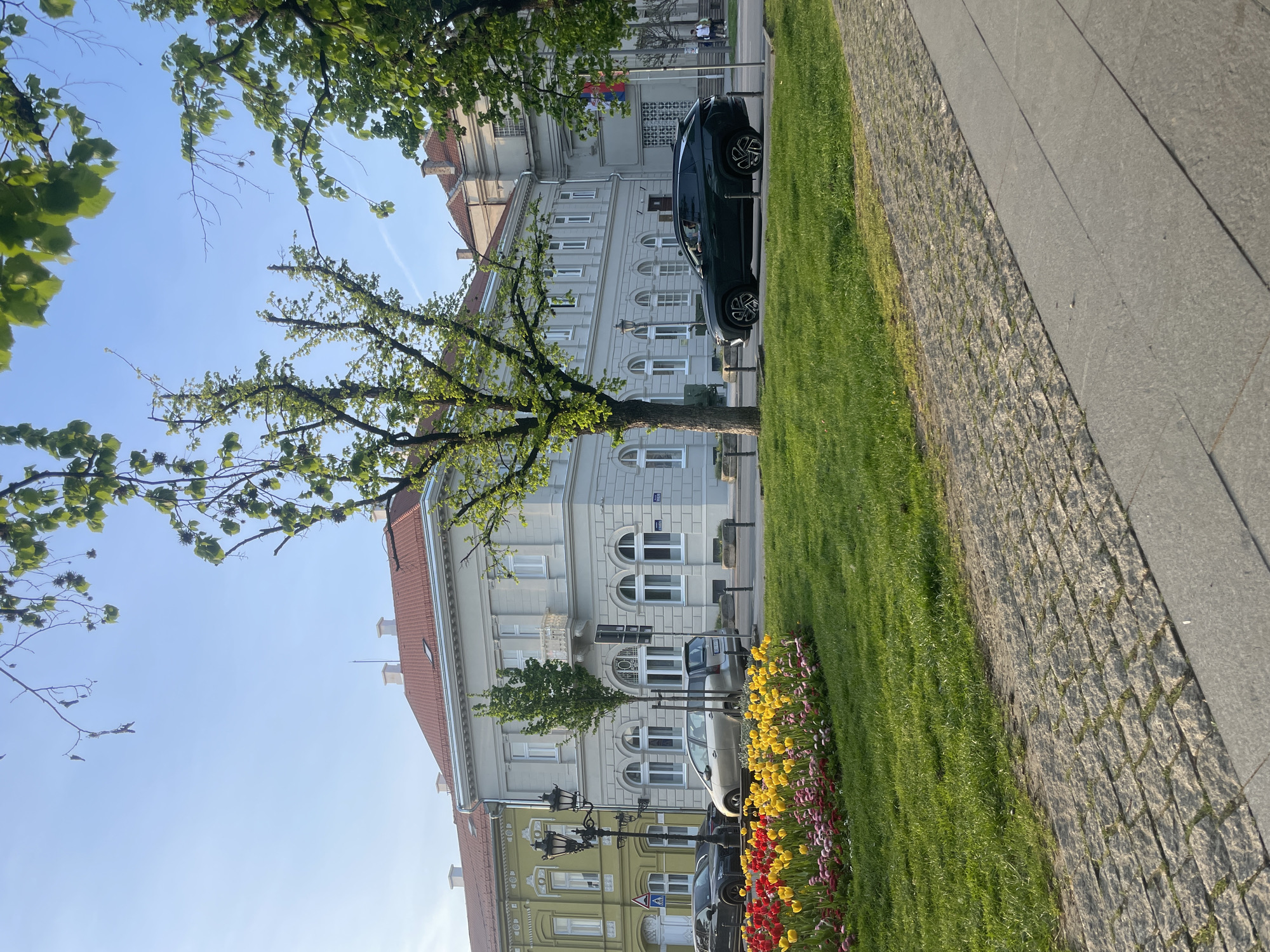 This image presents a serene street scene in Novi Sad, Serbia, bathed in bright sunshine under a clear blue sky, indicative of a pleasant spring or early summer day. The primary focus is a row of classical European-style buildings lining a street, complemented by vibrant natural elements in the foreground.
The most prominent building is a stately, multi-story structure with a light-colored, possibly white or pale grey, facade. It features numerous windows, some elegantly arched on the lower level, and is topped with a distinctive red-tiled roof. To its left, a portion of another building with a yellow-green facade and a red roof is visible.
In the foreground, a strip of neatly maintained, lush green grass runs alongside the street, bordered by a textured path of grey cobblestones. This path meets a wider, smooth grey sidewalk. Adding a burst of color to the scene, a vibrant flowerbed teeming with tulips in shades of yellow, red, pink, and purple is planted along the grass on the right.
Several trees with fresh, verdant green leaves are scattered throughout the image, with one substantial tree standing in front of the main light-colored building. Its branches reach upwards, framing parts of the sky. Parked cars, including a dark-colored SUV and a lighter-colored vehicle, are visible along the street. Street furniture such as lamp posts and traffic signs, including a red-bordered triangular yield sign, are also present. On the main building, a blue street sign with faint Serbian text, possibly indicating a street name like "UL. ĐURE" or "LAZE," can be observed. A few distant, small figures are barely discernible near the buildings, suggesting ordinary daily life. The overall atmosphere is tranquil and inviting.