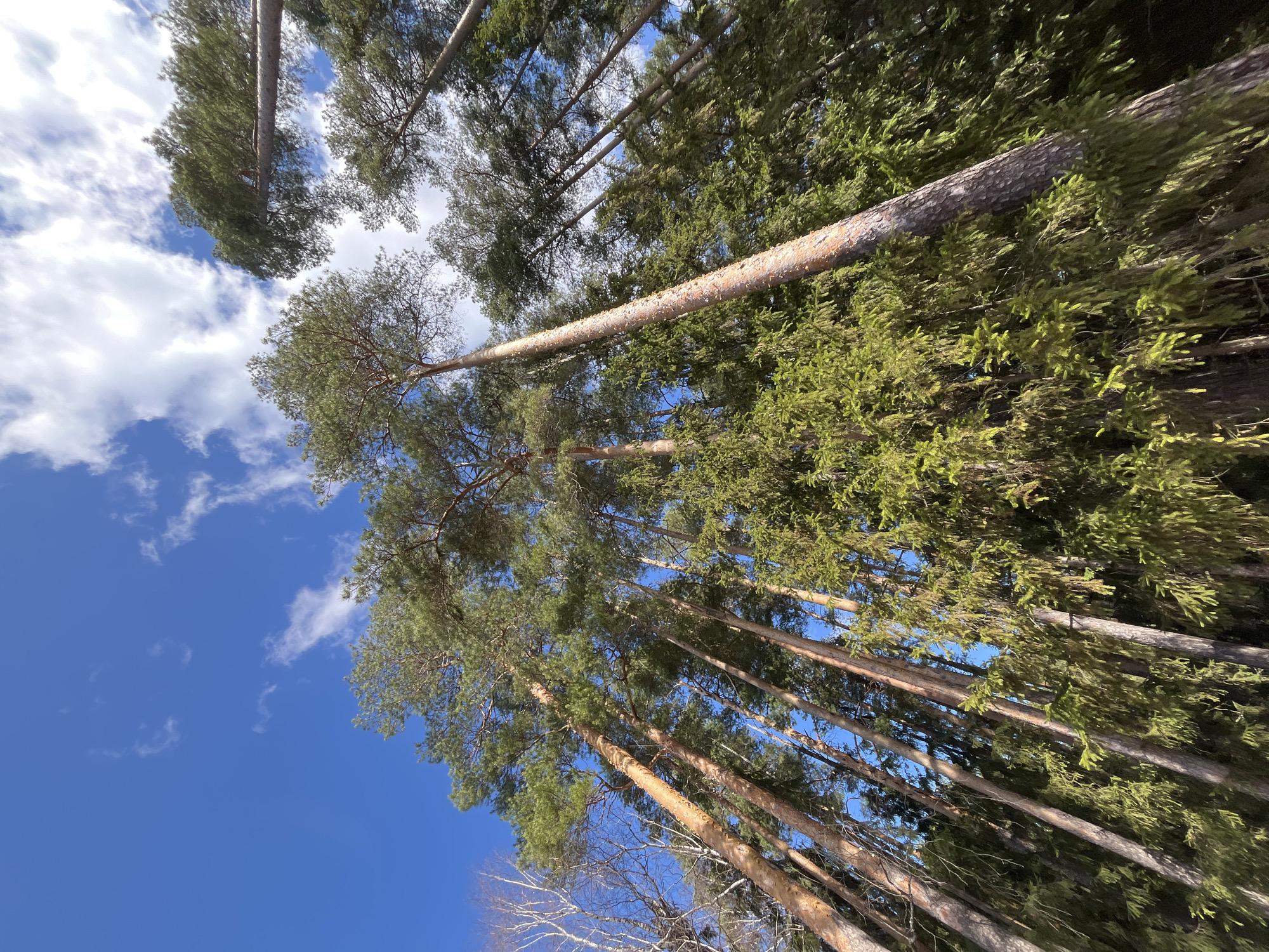 Looking up, the image captures tall trees reaching into a blue sky with scattered white clouds. The trees appear to be in a forest setting, with various types of evergreen and possibly deciduous trees intermixed. The perspective suggests the viewer is standing at the base of the trees, looking directly upwards. The location is Chaikovsky, Russia.