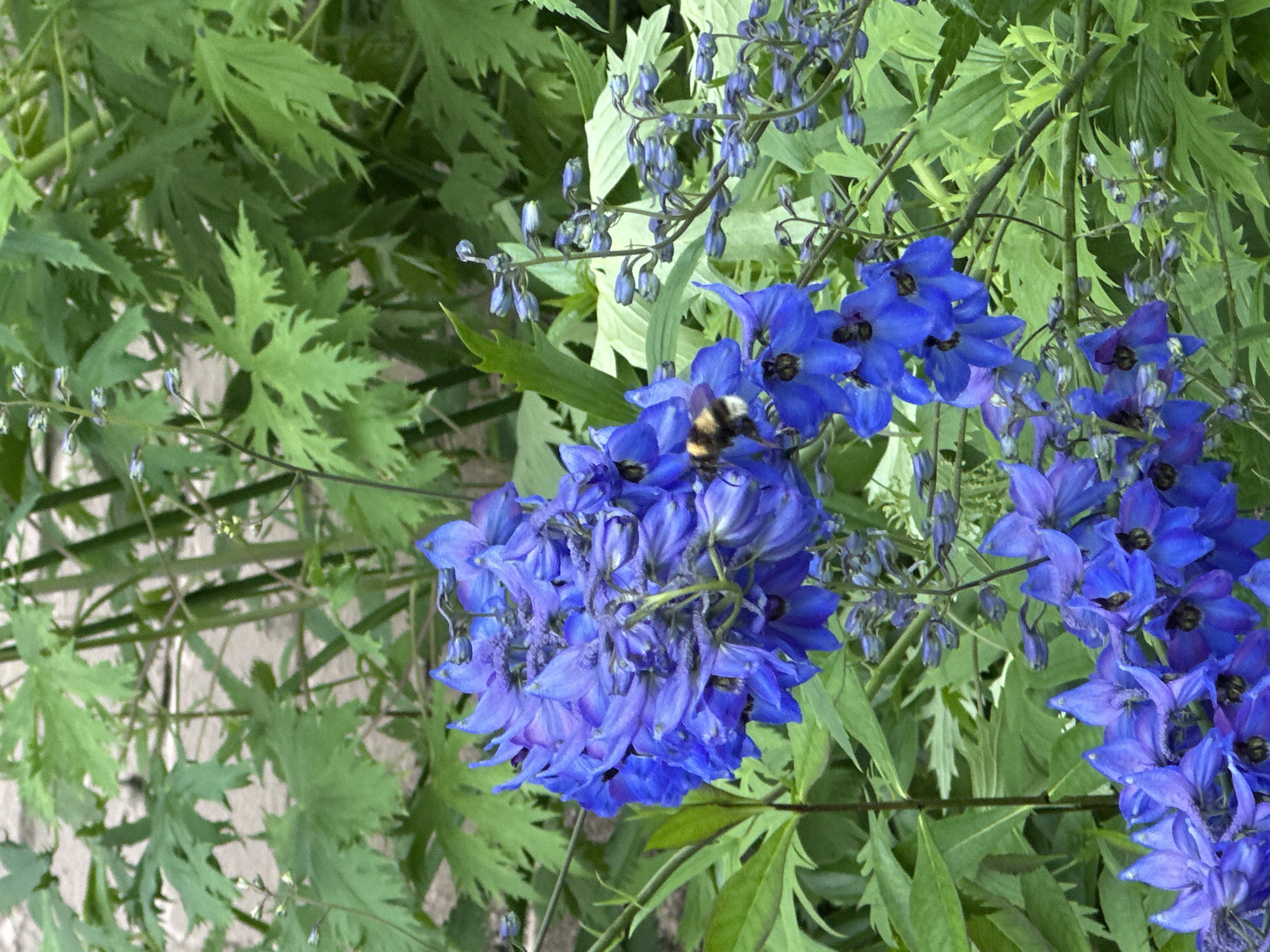 A close-up, vertical shot shows a cluster of vibrant blue delphinium flowers in bloom, with a bumblebee on one of the blossoms. The delphiniums are in focus, while the background of lush green foliage and a light-colored, textured surface is softly blurred. The scene appears to be outdoors, likely in a garden setting. There are no people or animals visible other than the bumblebee. The image does not provide any specific clues to indicate its location within the city of Chaikovsky, Russia.