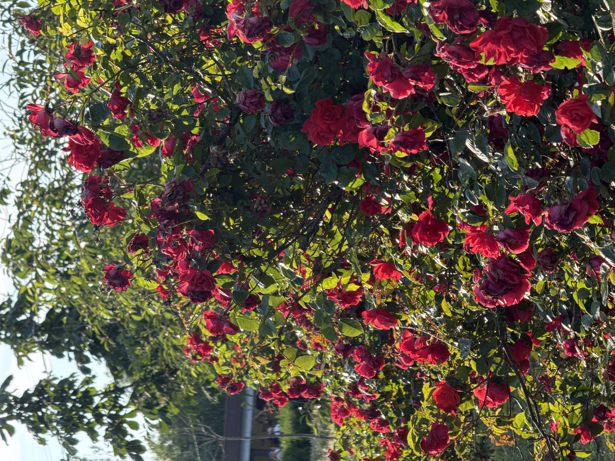 The image shows a close-up view of a dense bush laden with dark red roses in various stages of bloom and decay. The roses are clustered together, with many flowers appearing wilted or dried, while others are still vibrant. Lush green leaves provide a backdrop to the roses. Sunlight filters through the foliage, creating highlights and shadows. In the background, out of focus, are trees with green foliage and a hint of a structure that might be a building with a dark roof. The scene suggests an outdoor setting, possibly a garden or park, during daylight hours. There are no visible people or animals in the immediate foreground or midground. The overall impression is one of natural beauty with a touch of the ephemeral, as evidenced by the mix of blooming and fading flowers.